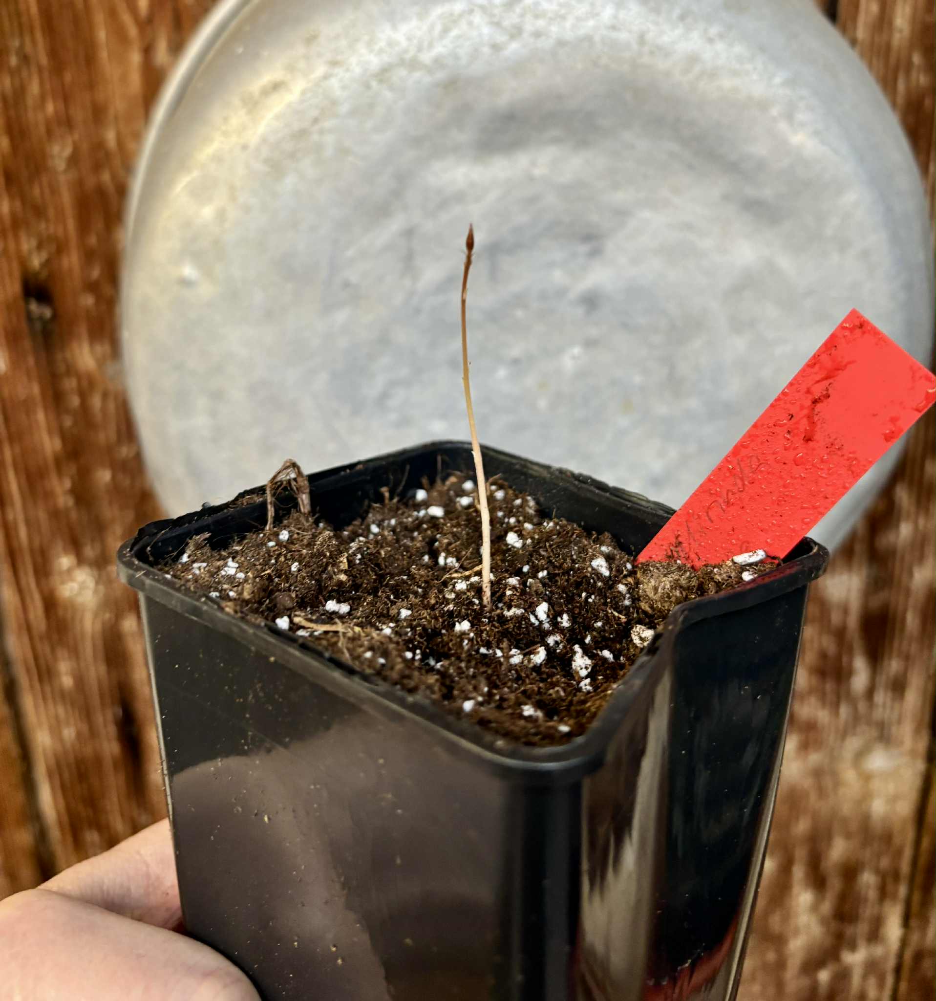 Mirinda (Eugenia sp Laranja do Rio de Janeiro) - 1 potted seedling / 1 getopfter Sämling