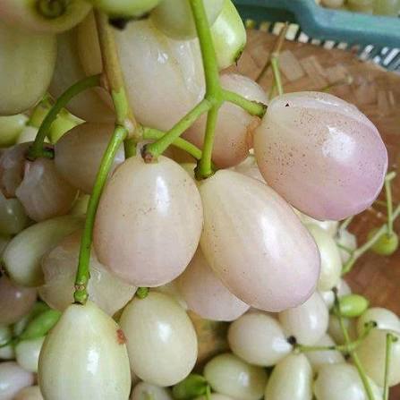Syzygium cumini var. alba  (White Jambolan) - 1 germinated seed / 1 gekeimter Samen