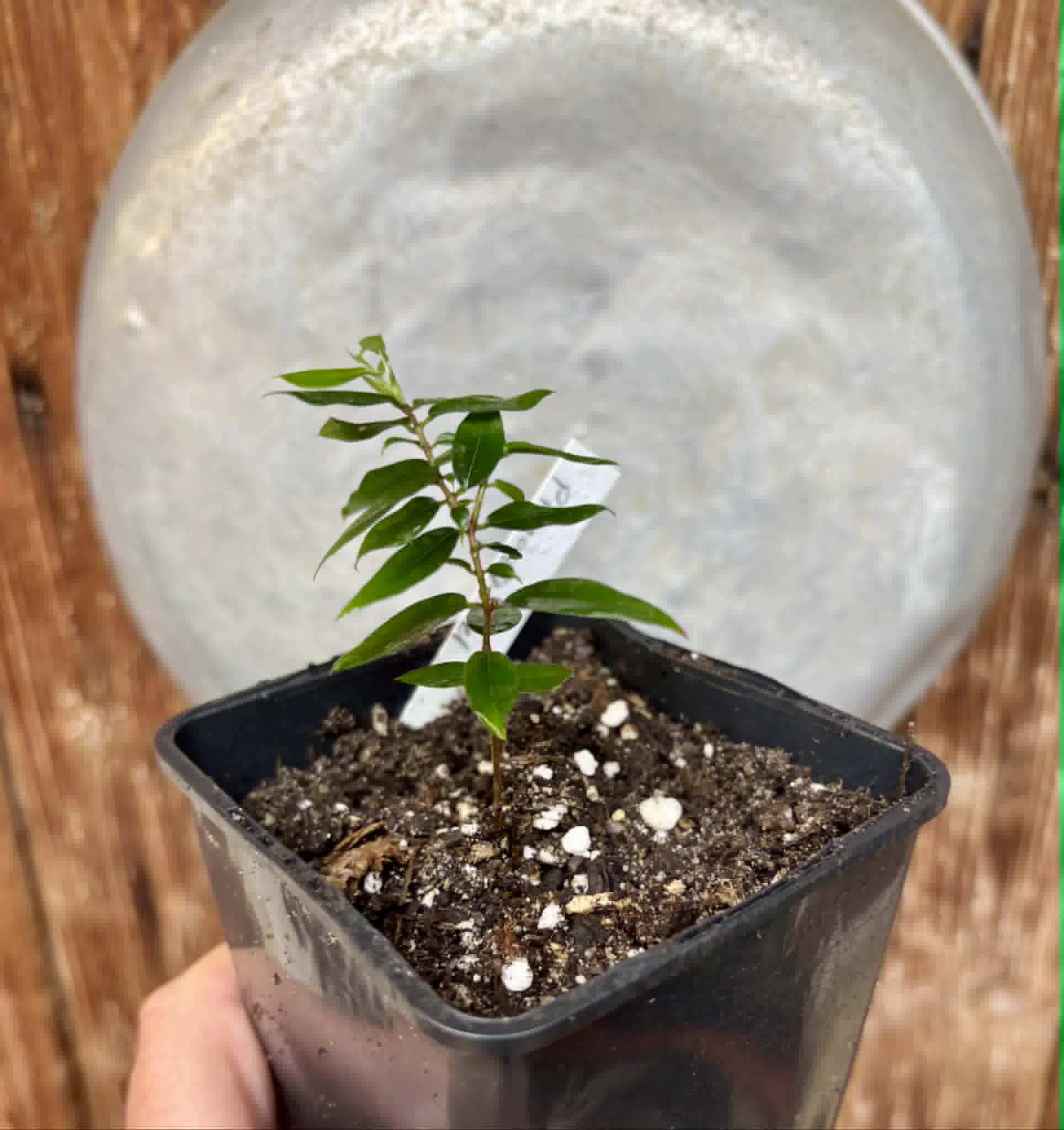Jaboticaba - Plinia sp Pingo de Mel (Vilela A3) -  1 potted seedling / 1  getopfter Sämling