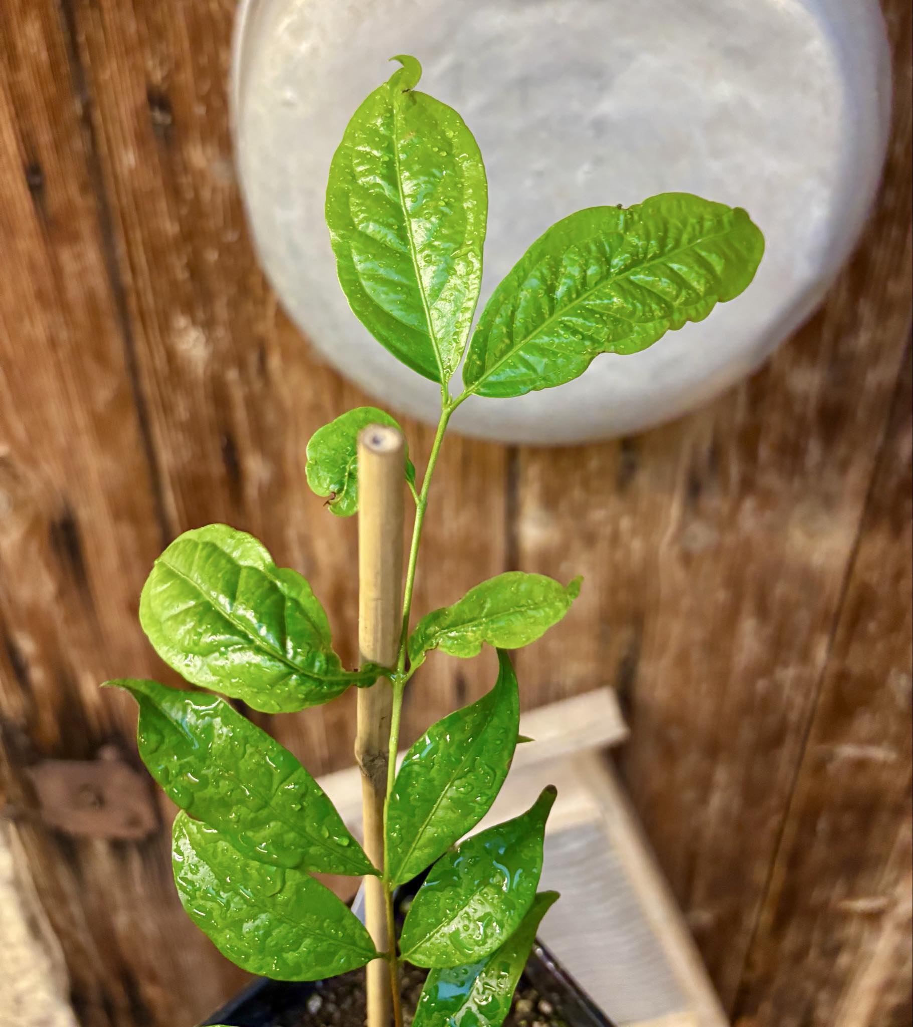 Ruby do Amazonas (Eugenia patrisii) 1 potted seedling / 1 getopfter Sämling