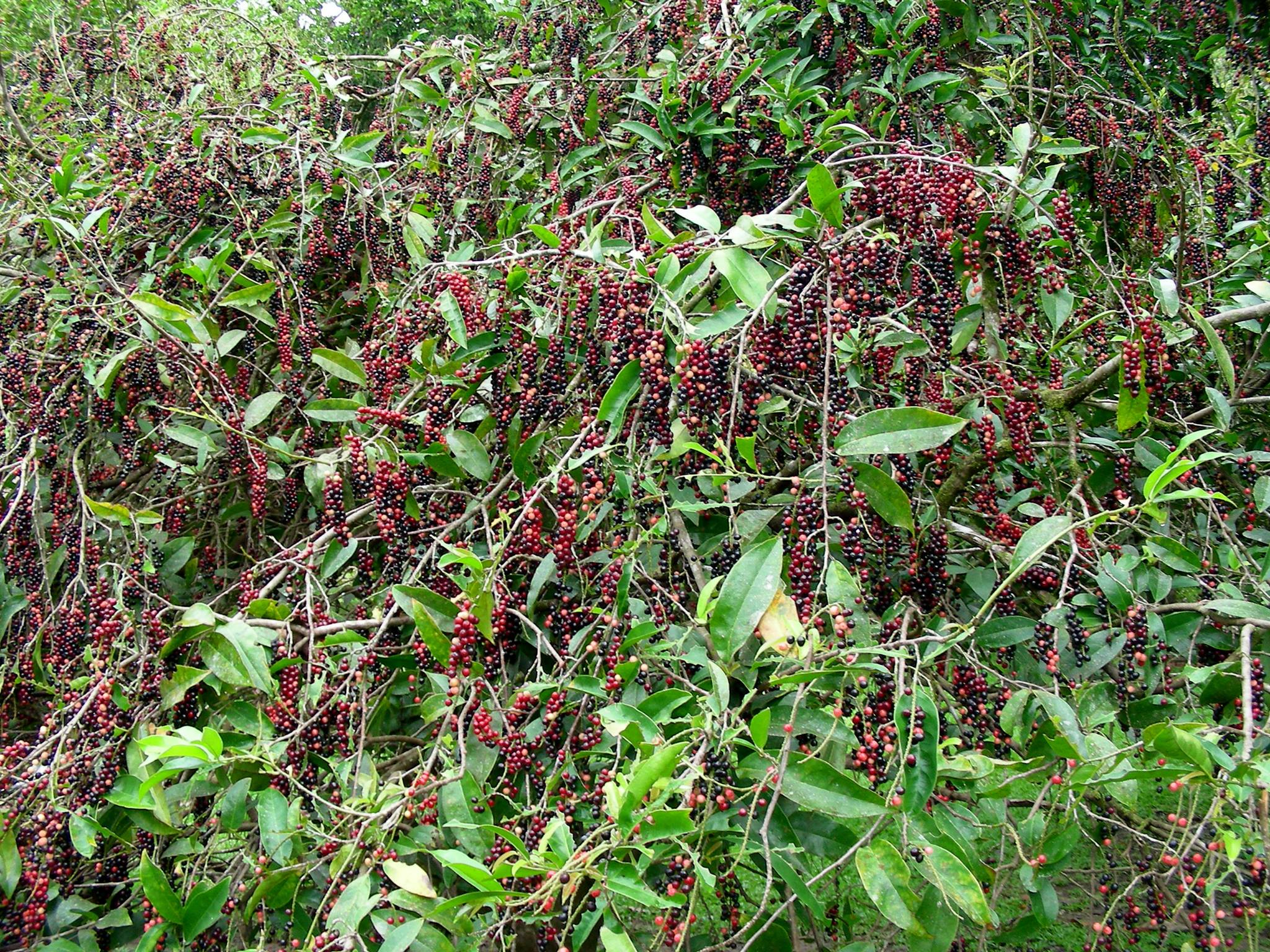 Bignay (Antidesma bunius) -  10 fresh seeds / 10 frische Samen