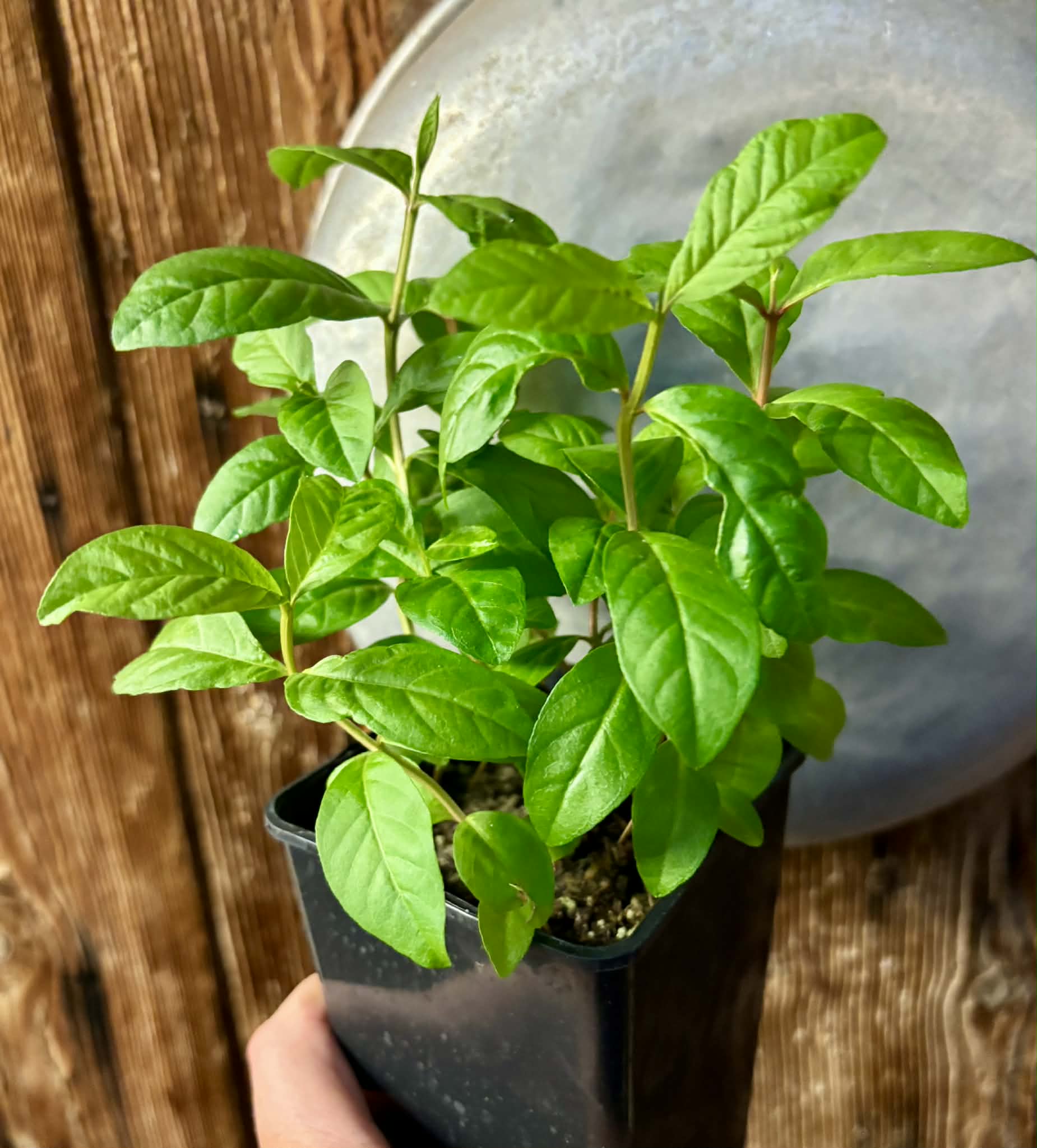 11 in 1 pot - Psidium guajava  "Paluma"  - 11 seedlings in one pot / 12 Sämlinge in einem Topf