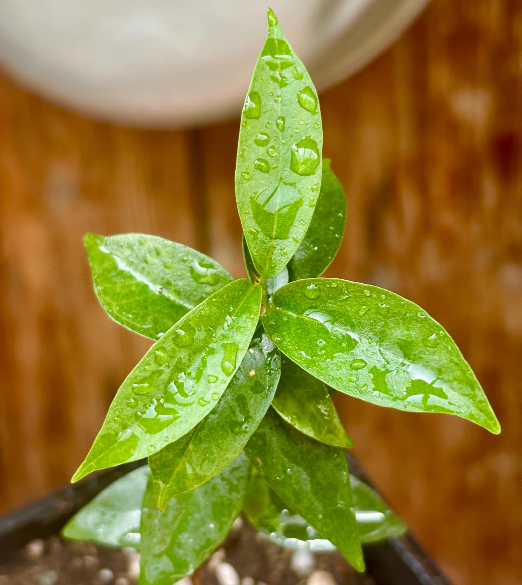 Eugenia longipedunculata - 1 potted plant / 1 getopfte Pflanze