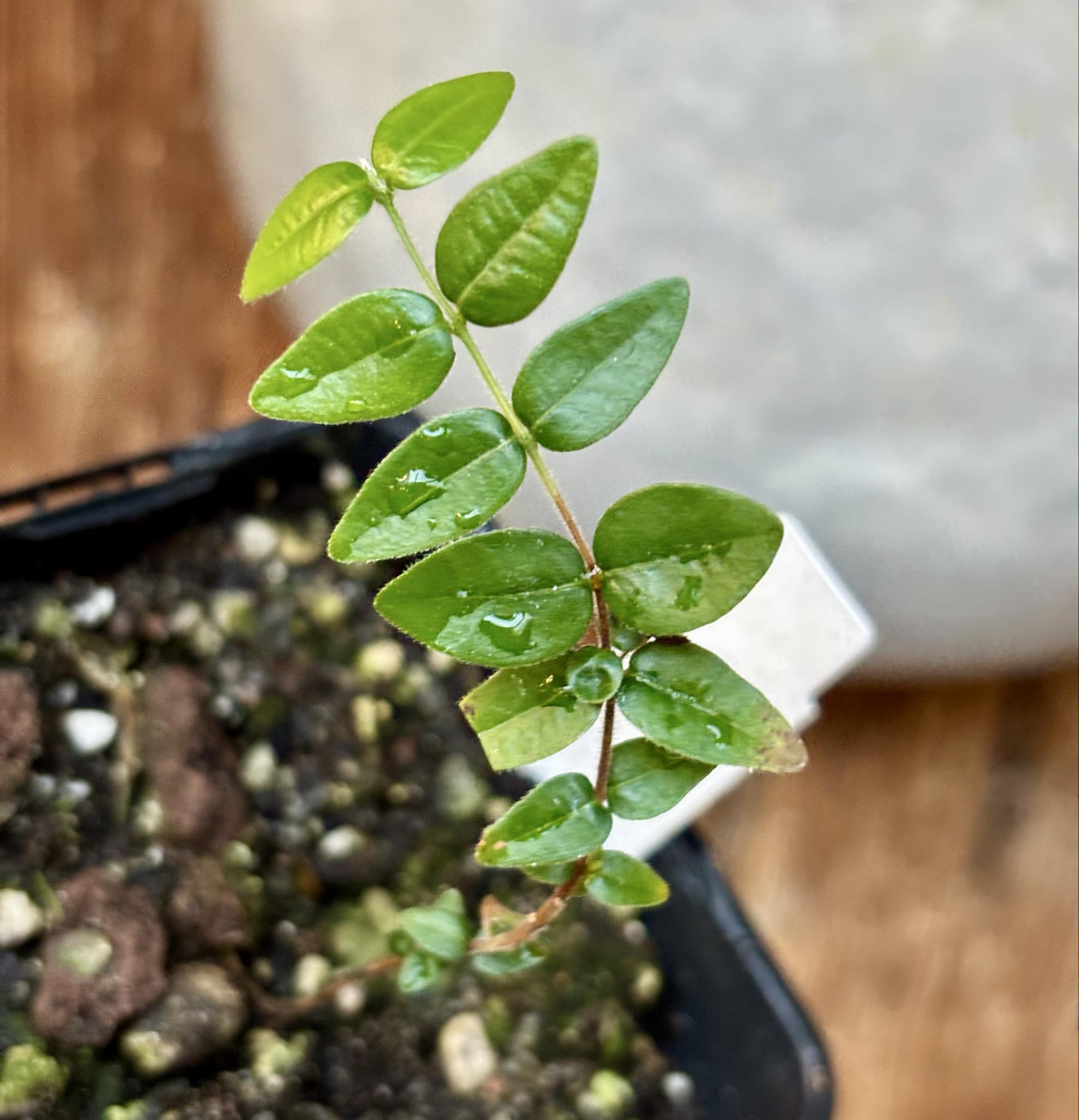 Myrciaria pilosa -  1 potted seedling  / 1 getopfter Sämling