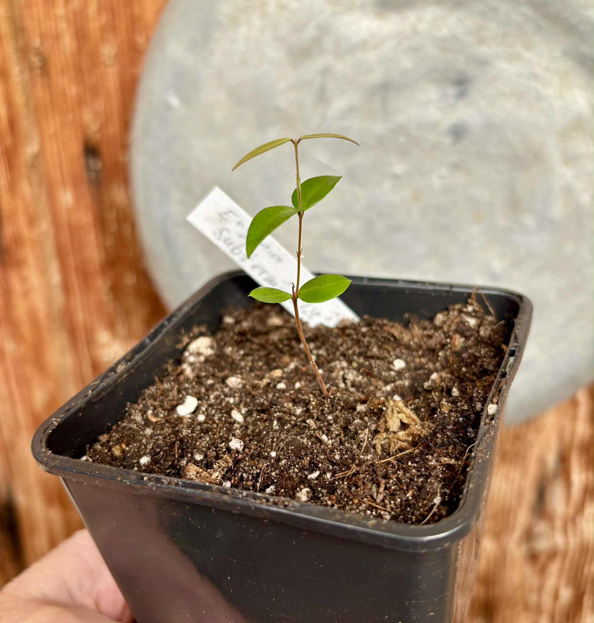 Eugenia subterminalis - 1 potted seedling / 1 getopfter Sämling
