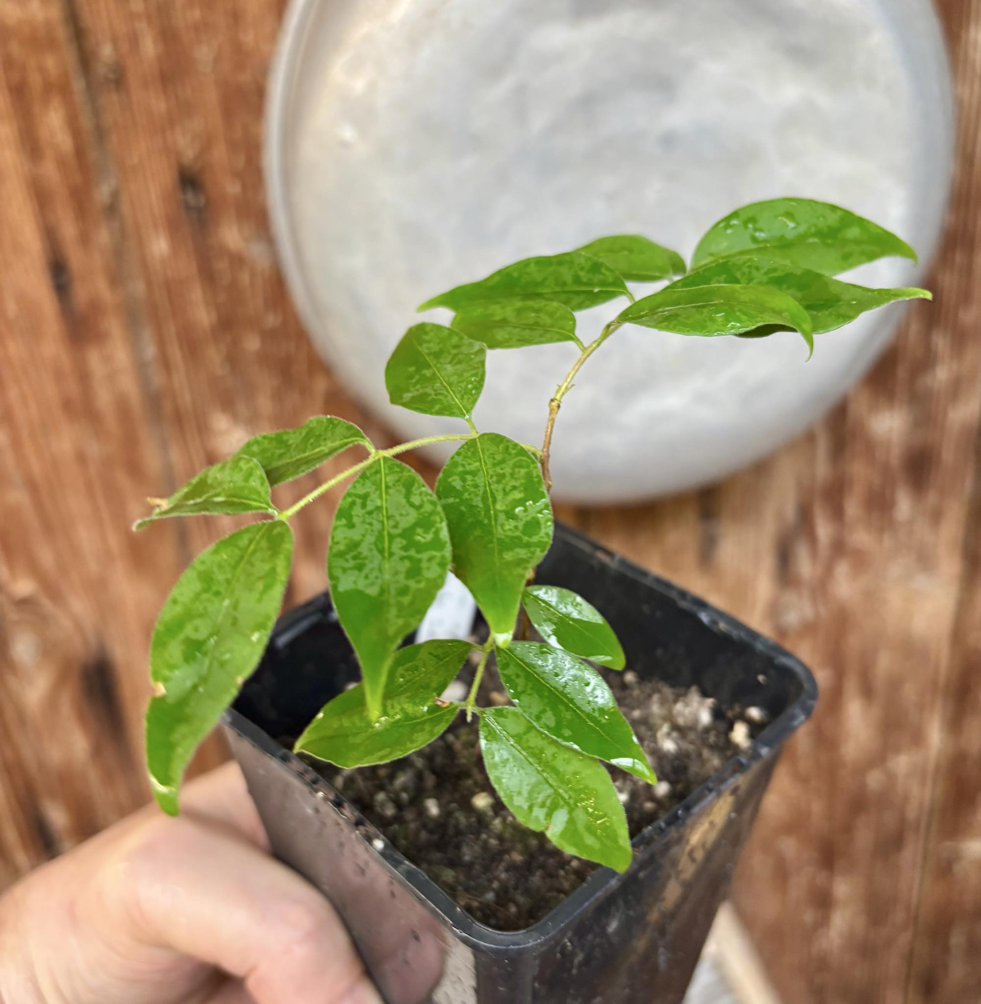 Eugenia sp Guajuba suave -  1 potted seedling / 1 getopfter Sämling