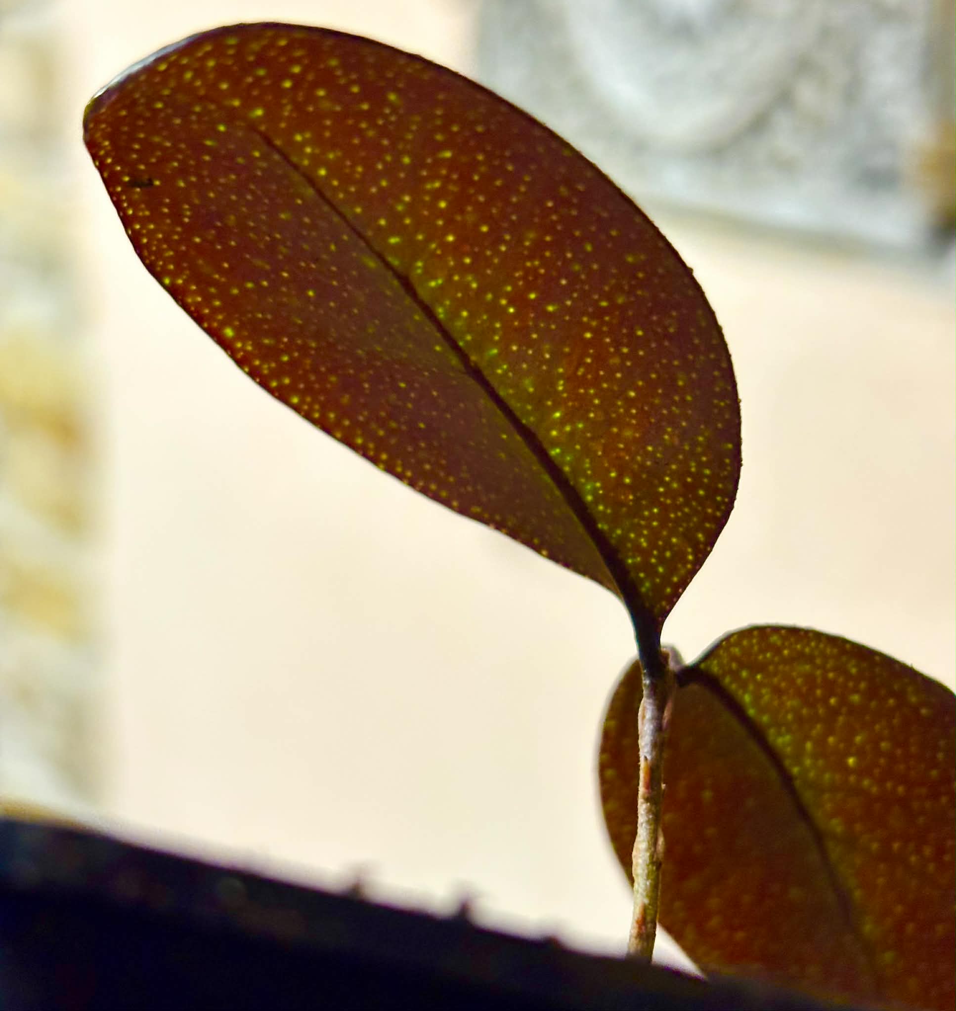 Eugenia sp Pindoca - 1 potted seedling / 1 getopfter Sämling