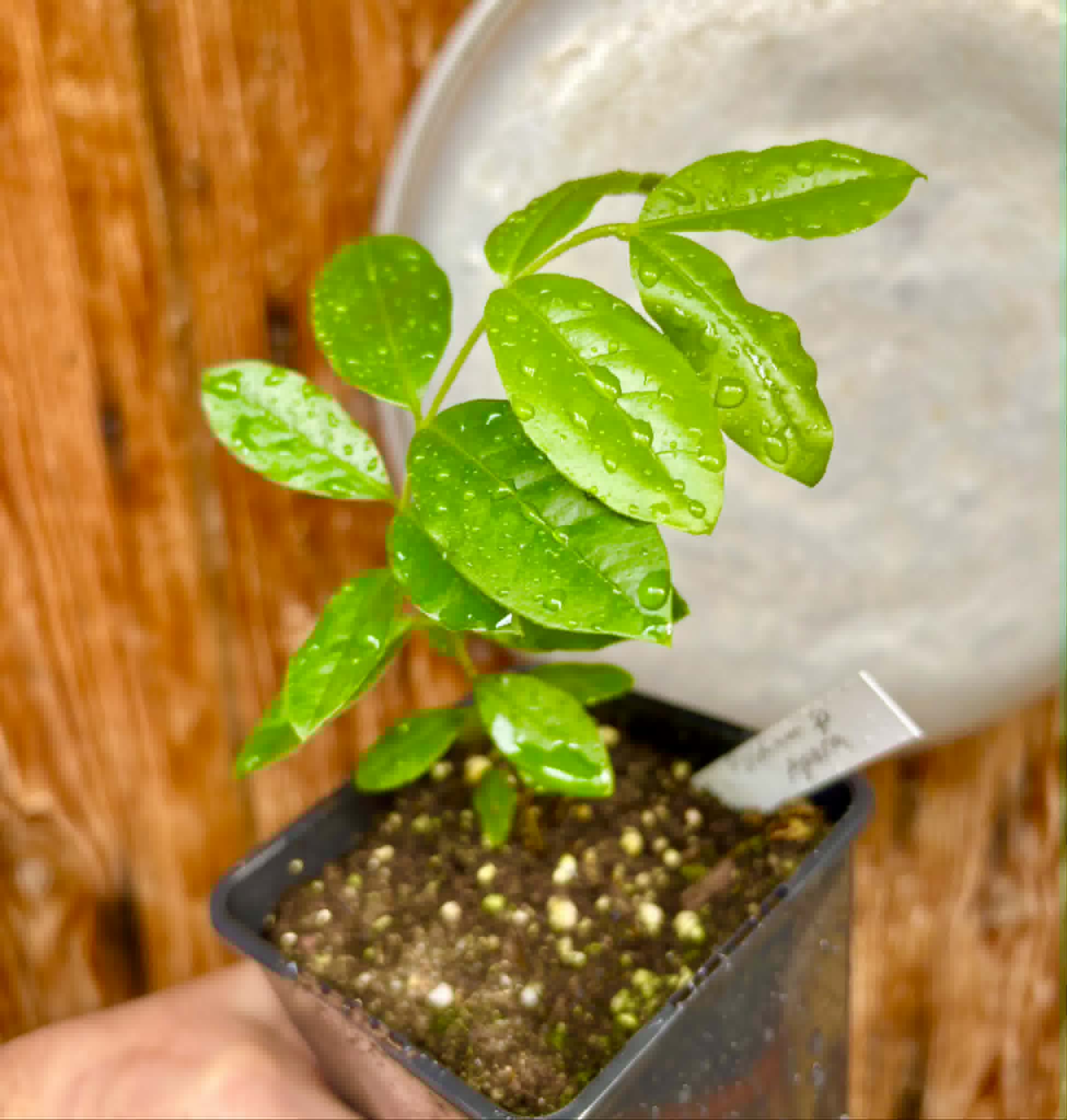 Psidium sp Aporá - 1 potted plant / 1 getopfte Pflanze