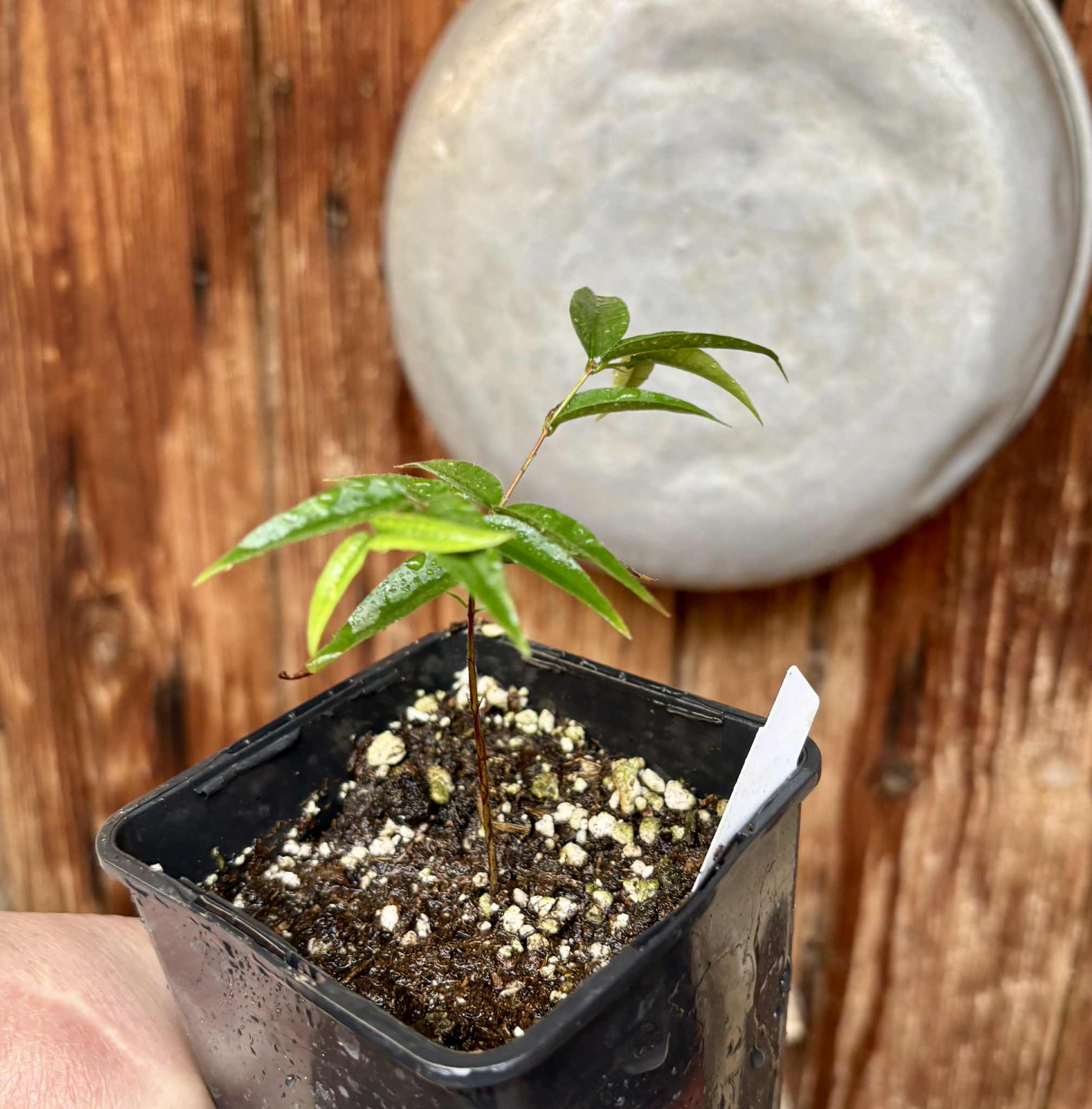 Plinia sp Ibirapitanga -  1 potted seedling / 1 getopfter Sämling