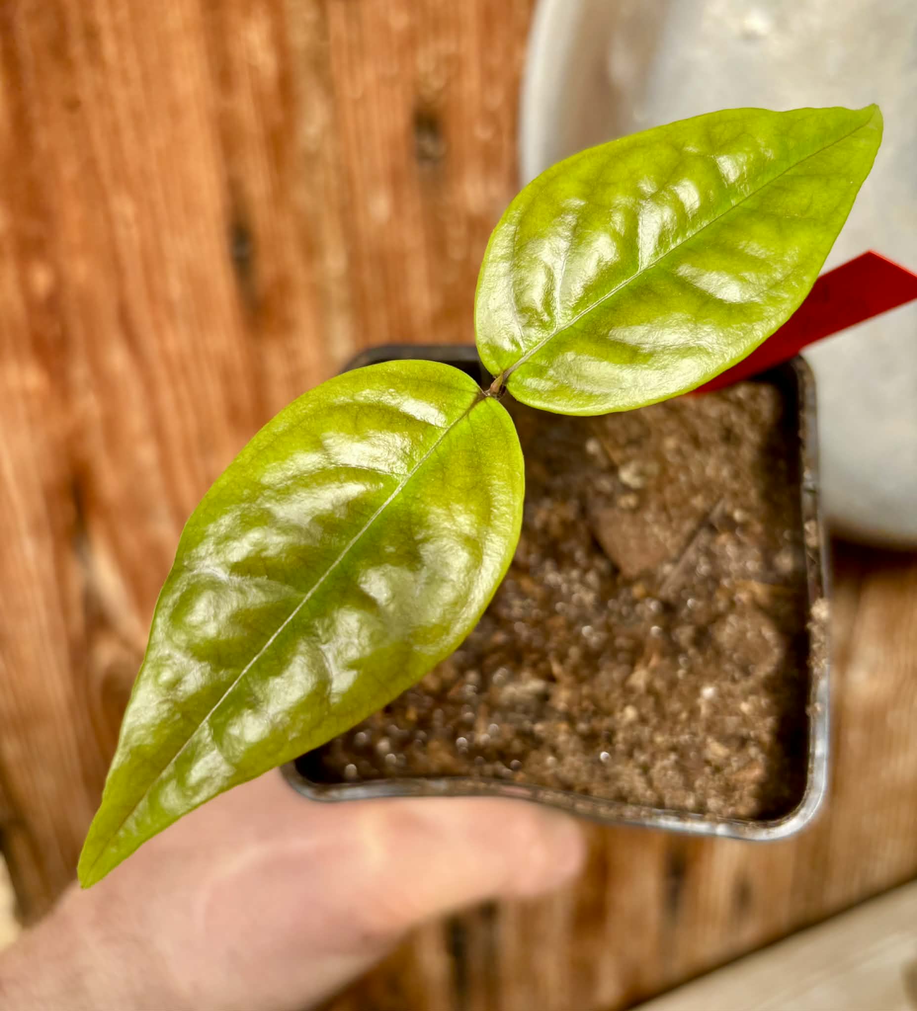 Eugenia sp Ametista - 1 potted seedling / 1 getopfter Sämling