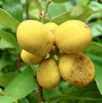 Uvaria siamensis -  1 potted plant / 1 getopfte Pflanze