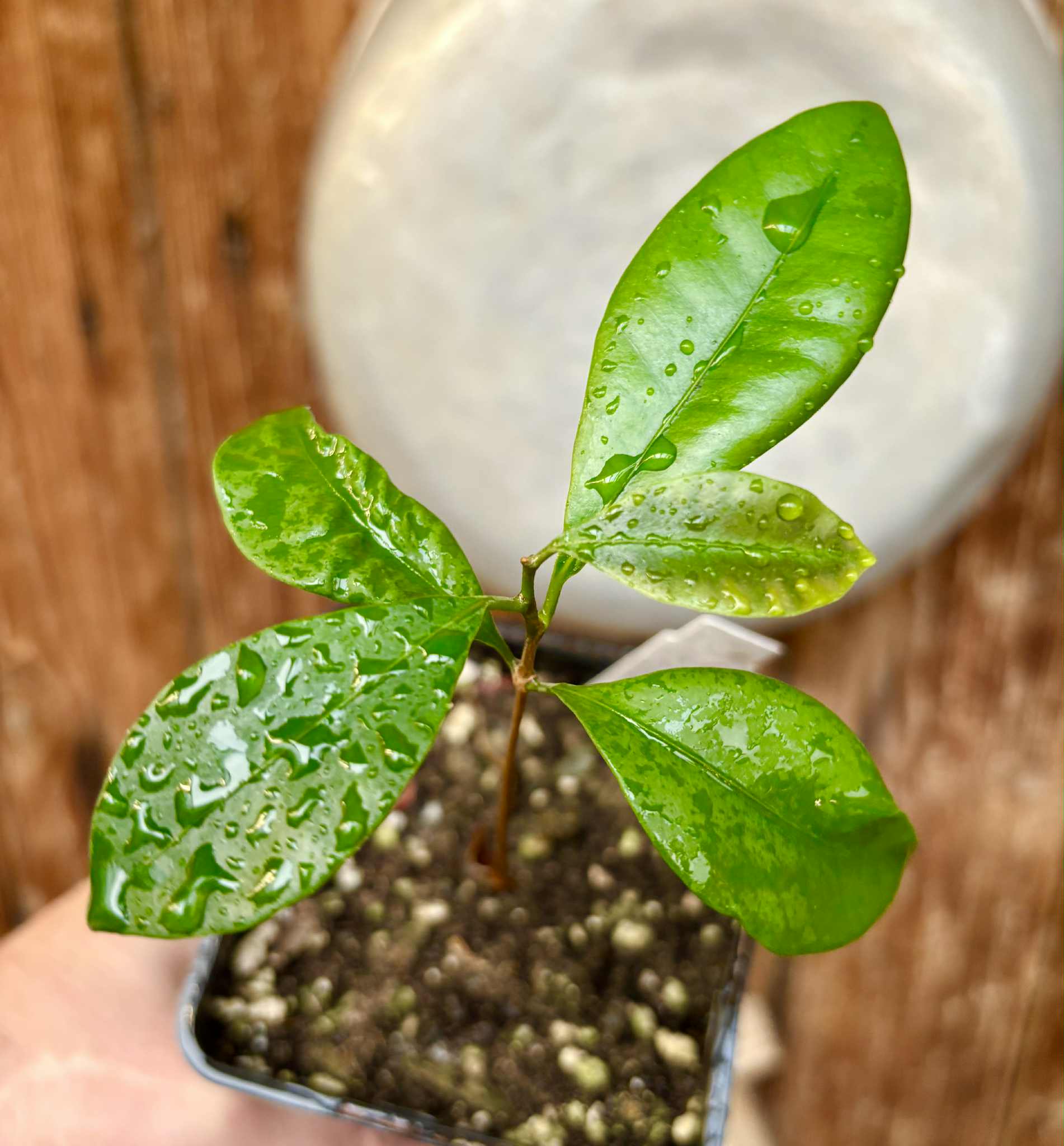 Pouteria cuspidata  -  1 small potted seedling / 1 kleiner, getopfter Sämling