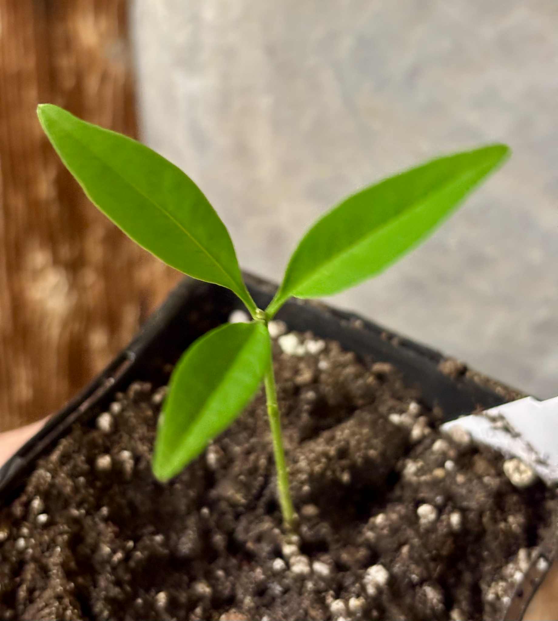 Eugenia villae-novae - 1 potted seedling / 1 getopfter Sämling