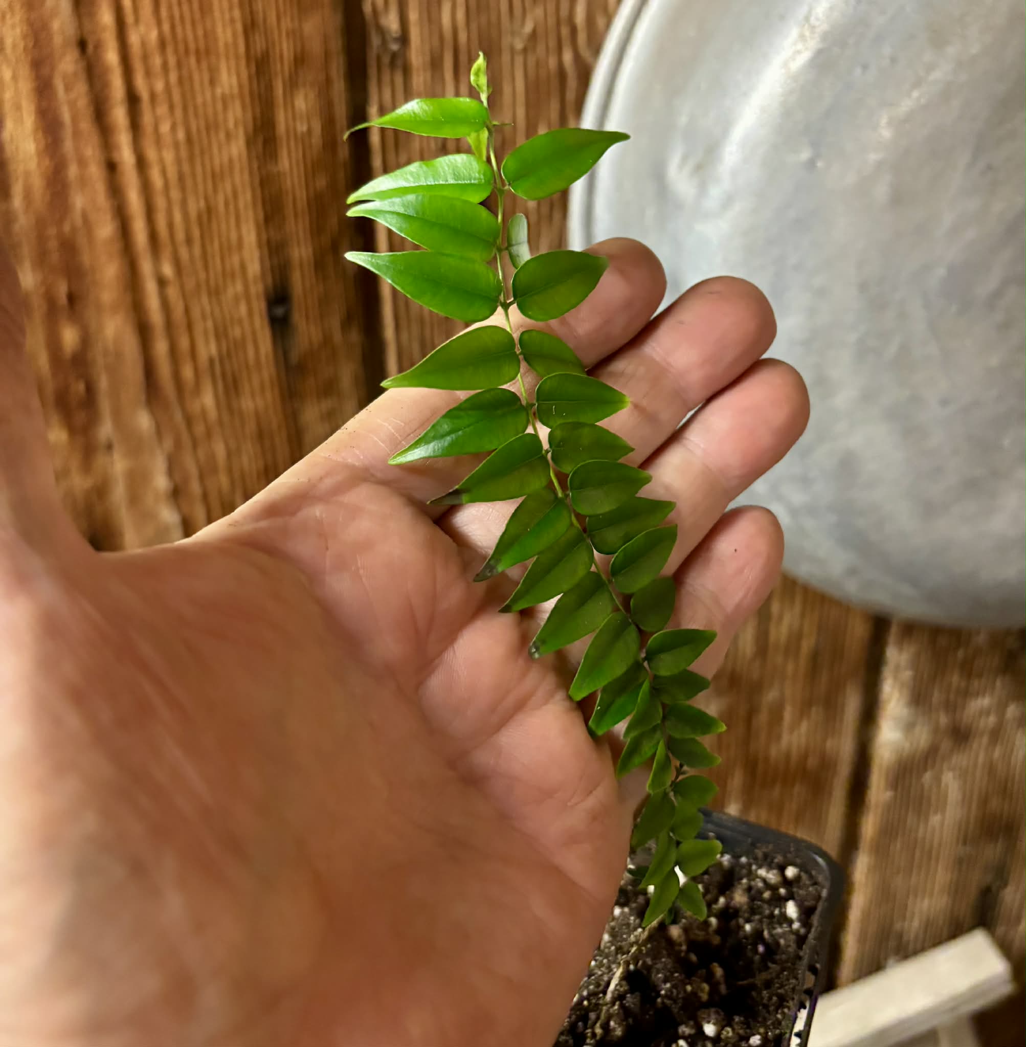 Myrciaria sp Maruim - 1 potted seedling / 1 getopfter Sämling