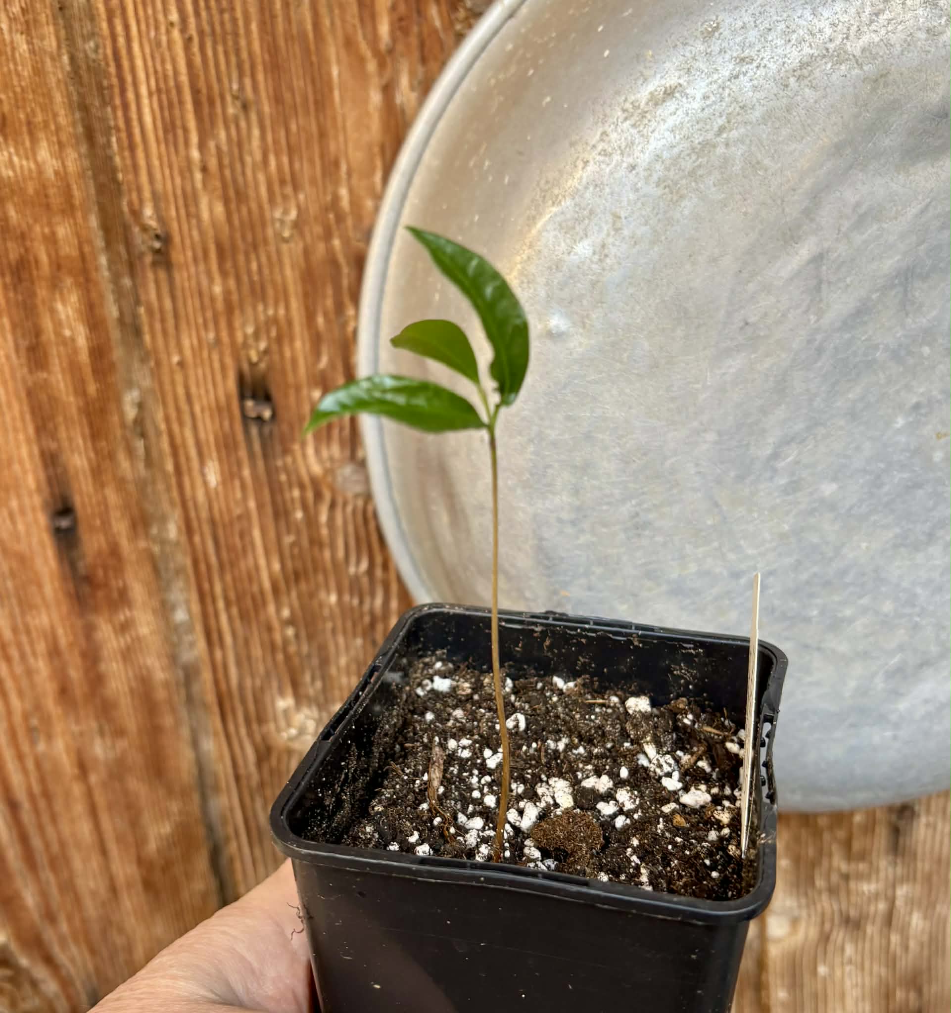 Duguetia cf. vallicola  - 1 small potted seedling / 1 kleiner, getopfter Sämling