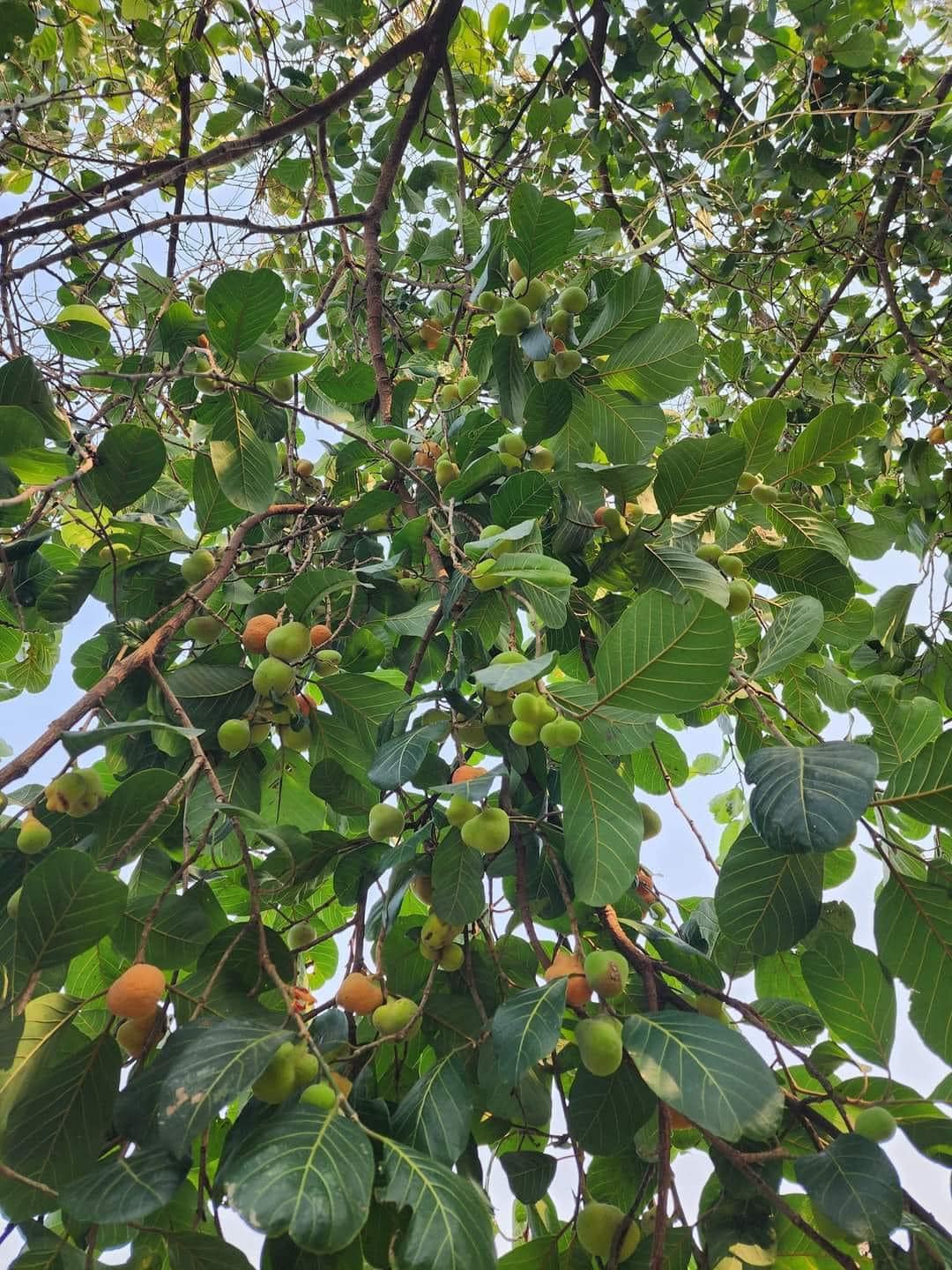 Artocarpus lacucha - Lakoocha  -  1 fresh seed / 1 frischer Samen