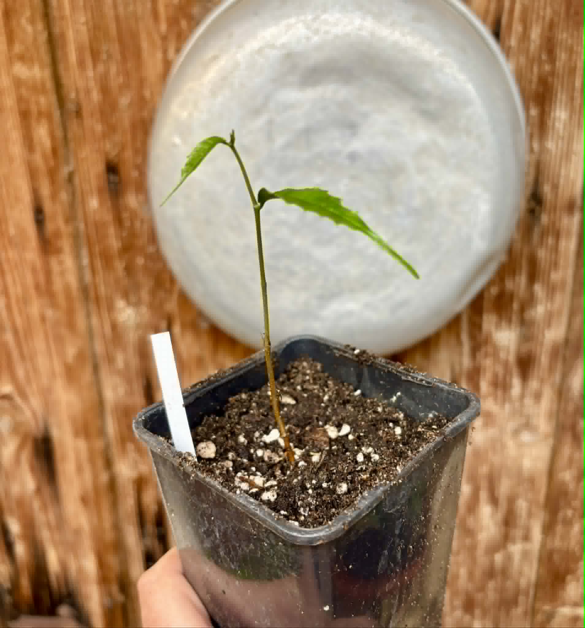 Brosimum alicastrum - Maya nut / Maya Nuss - 1 potted plant / 1 getopfte Pflanze