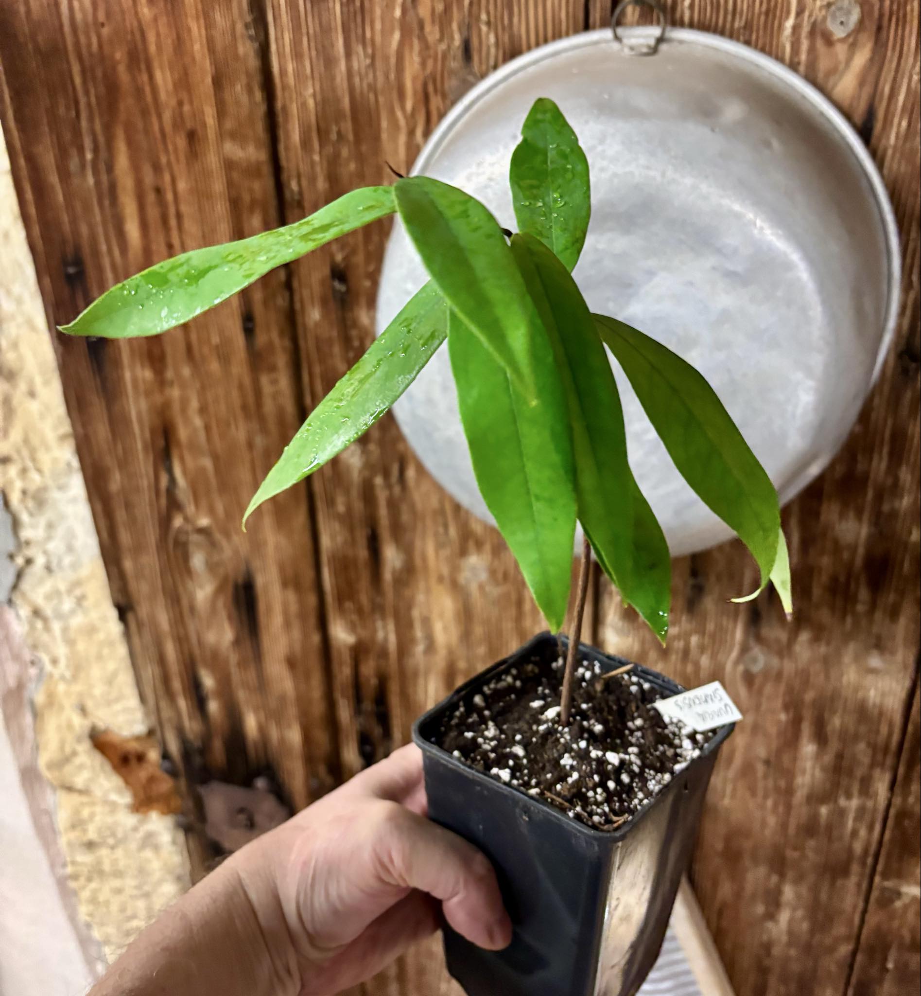 Uvaria siamensis -  1 potted plant / 1 getopfte Pflanze