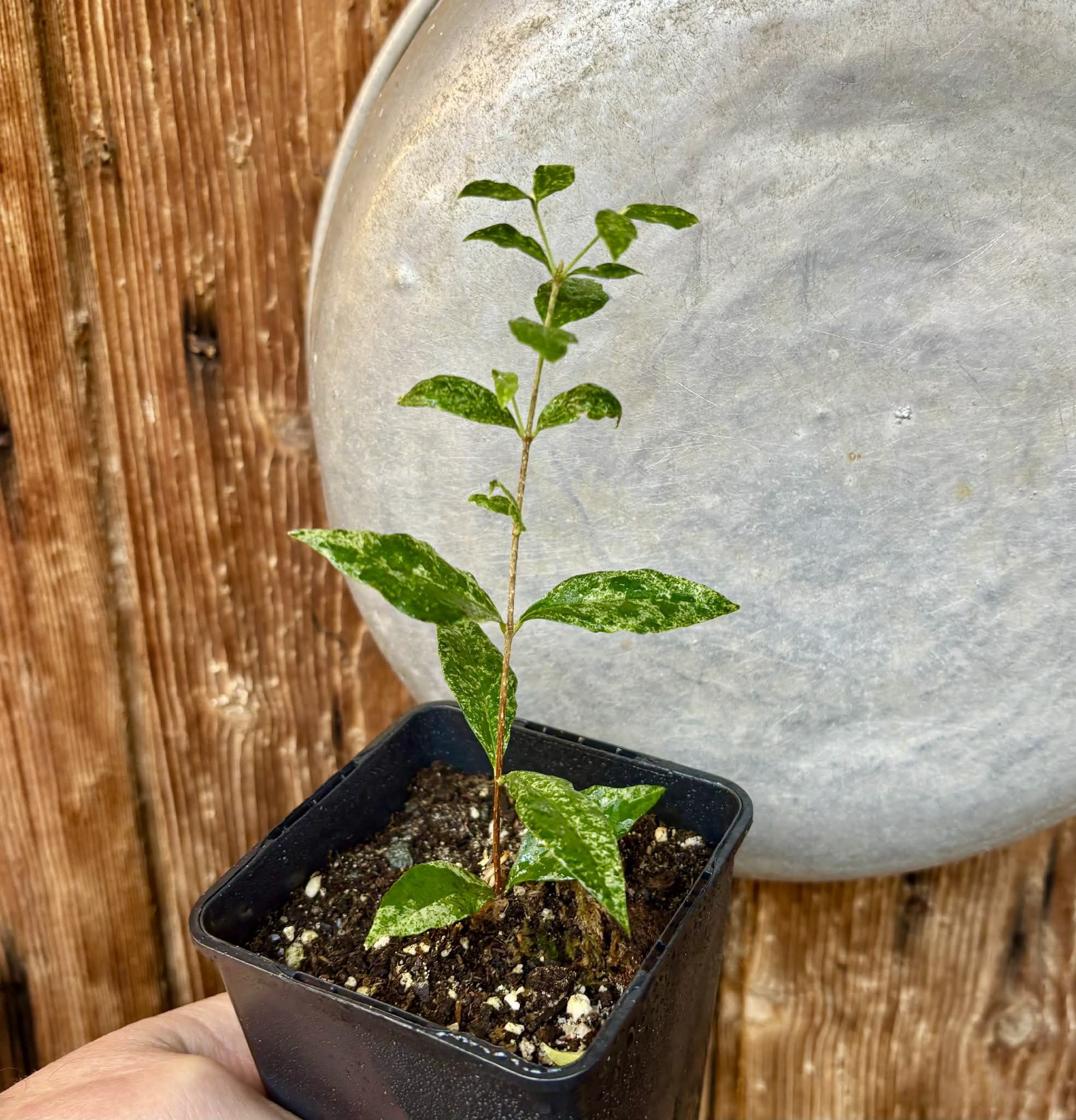 from flowering mother plant - variegated Acerola (Malpighia glabra) - 1 potted rooted cutting / 1 getopfter, bewurzelter Steckling