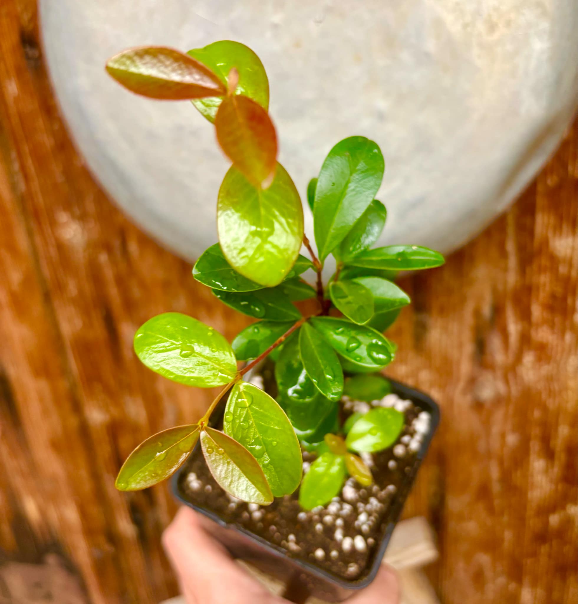 3 years old - Eugenia ligustrina var. black - 1 potted plant / 1 getopfte Pflanze