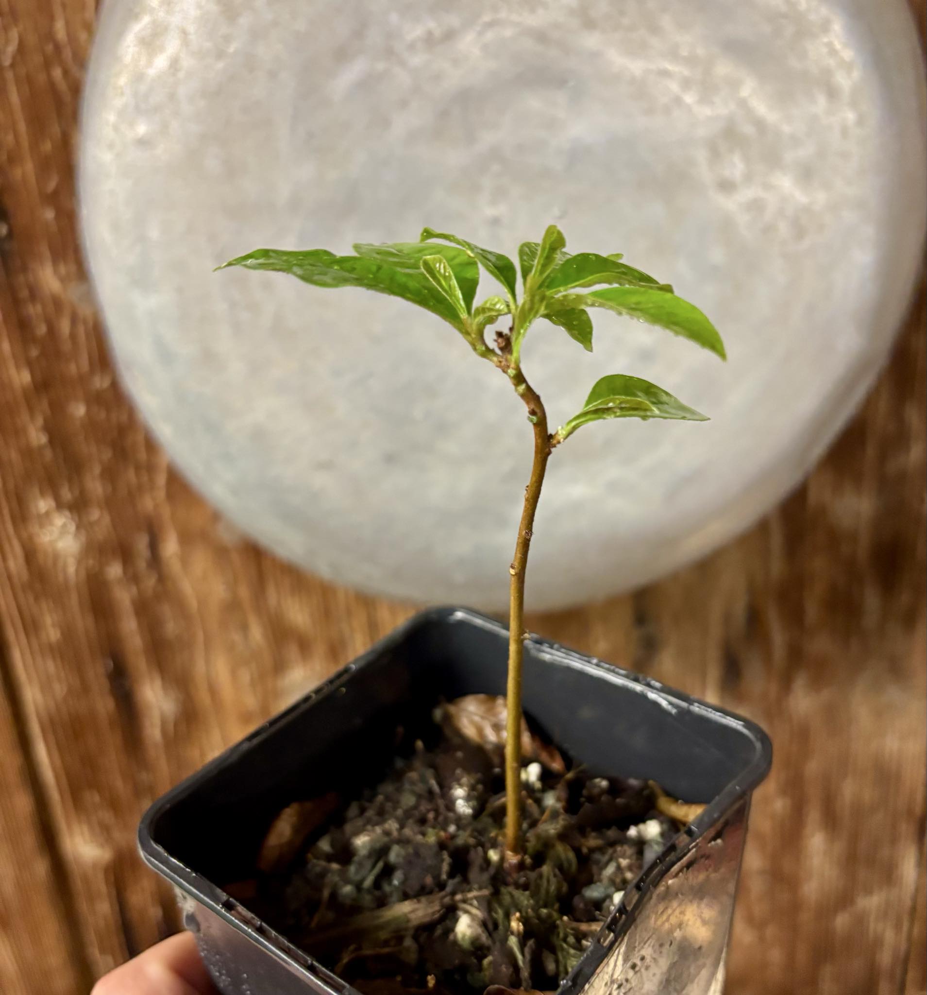 Marmixa (Pradosia lactescens) - 1 potted plant / 1 getopfte Pflanze Marmixa (Pradosia lactescens) - 1 potted plant / 1 getopfte Pflanze