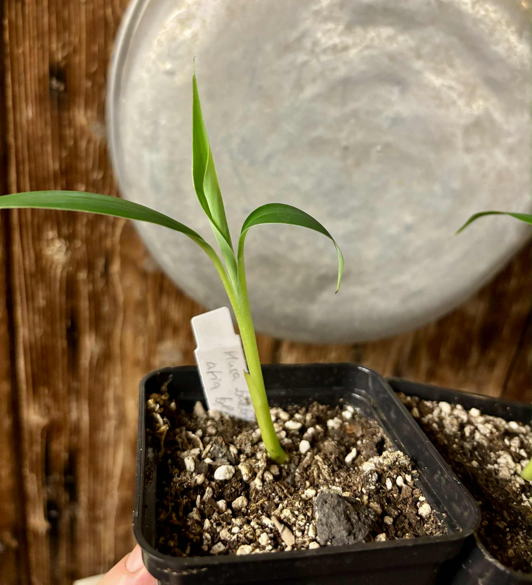 Musa balbisiana var Atia black - 1 small potted seedling / 1 kleiner, getopfter Sämling