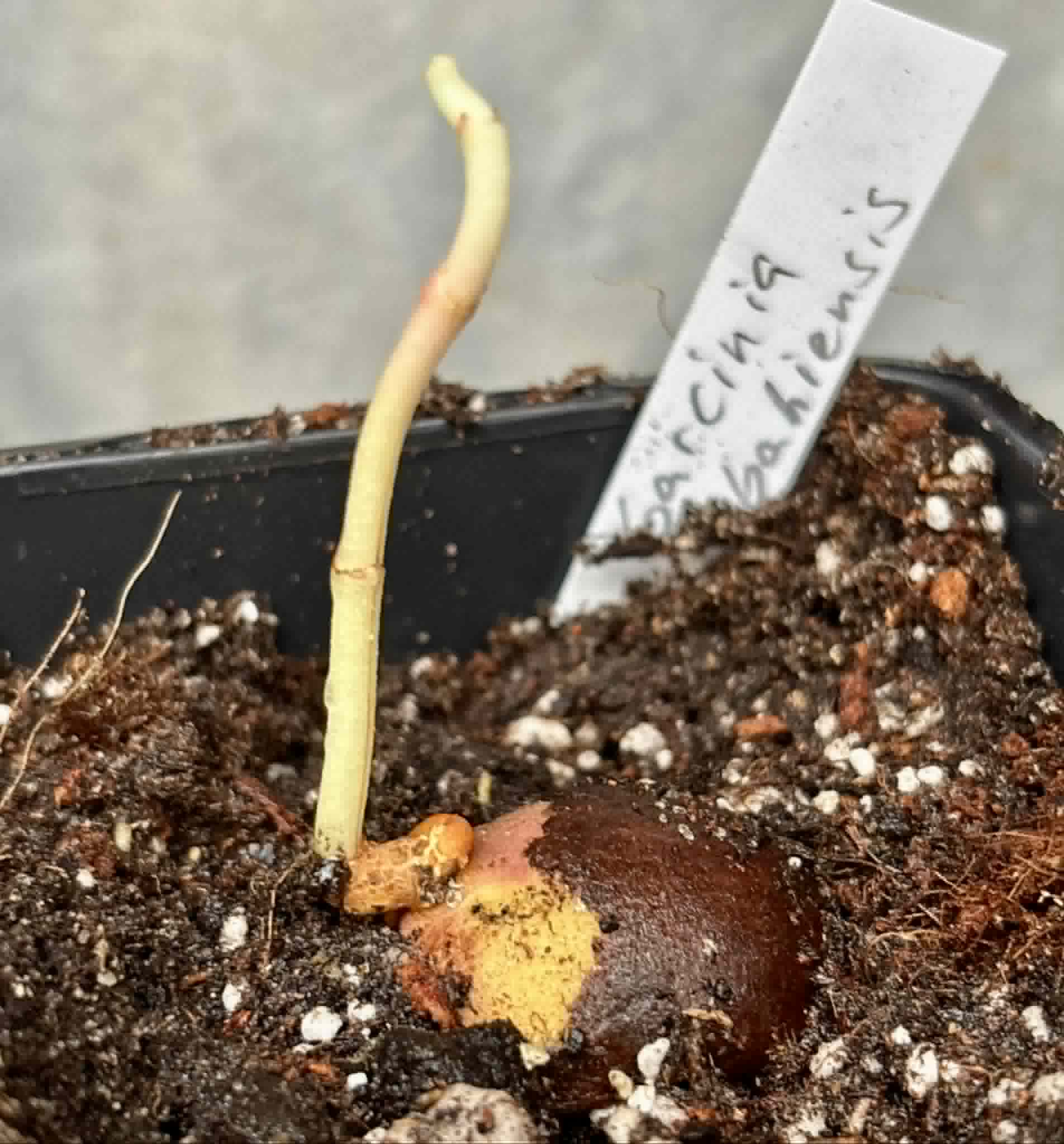 Garcinia bahiensis - 1 potted seedling / 1 getopfter Sämling