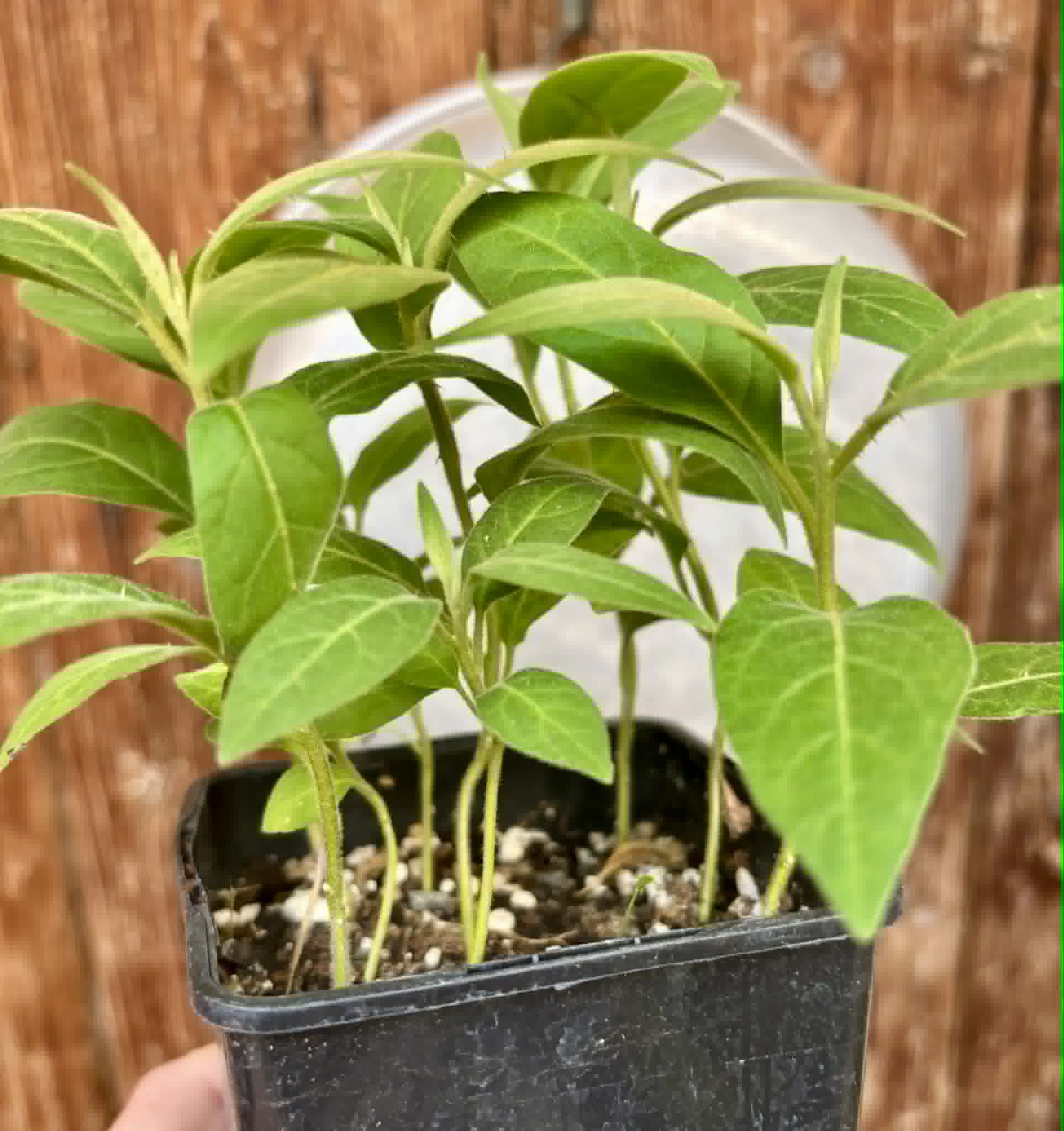 9 in 1 pot - Solanum sp. Mata Escura - 9 seedlings in one pot - 9 Sämlinge in einem Topf