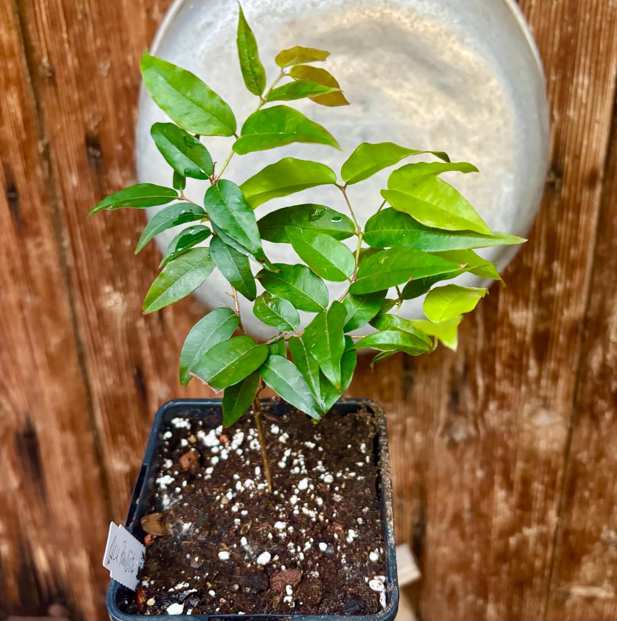 over 2 years old - Jaboticaba Acu Paulista (Plinia cauliflora) - 1 potted plant / 1 getopfte Pflanze
