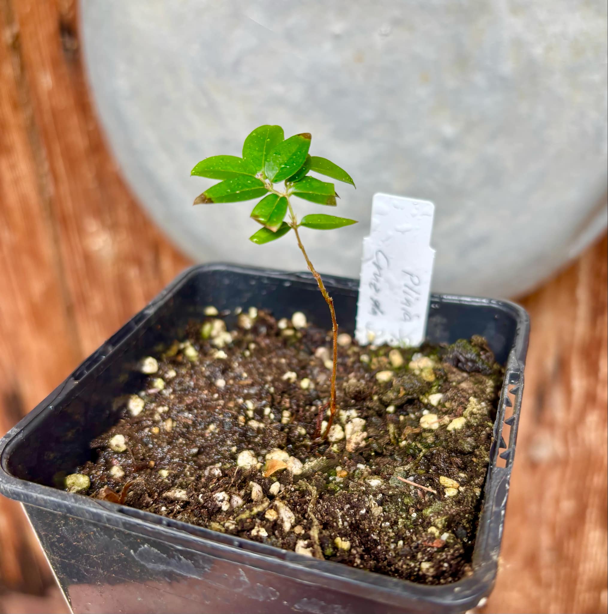 Plinia sp Cruz de Diamantina - 1 small potted plant/ 1 kleine, getopfte Pflanze