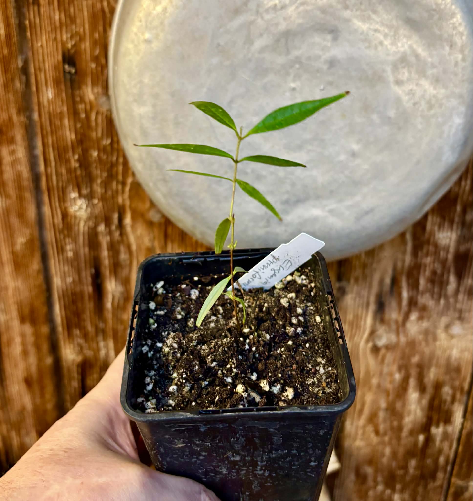 Eugenia pruniformis - Ameixa da Preta - 1 potted plant / 1 getopfte Pflanze