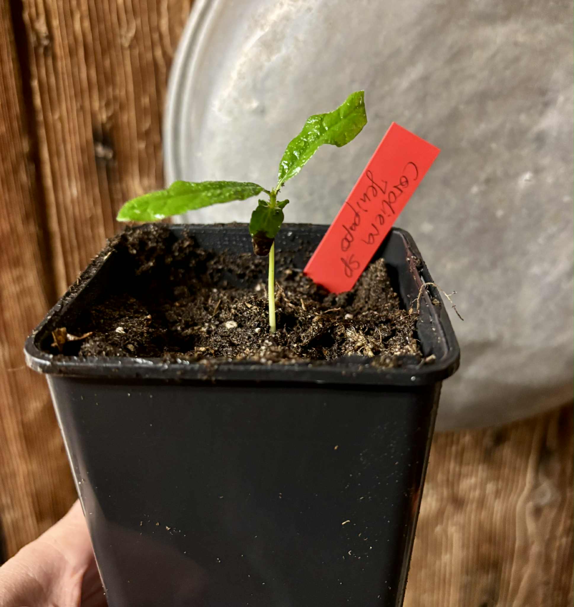 Cordiera sp Jenipapo - 1 potted seedling / 1 getopfter Sämling