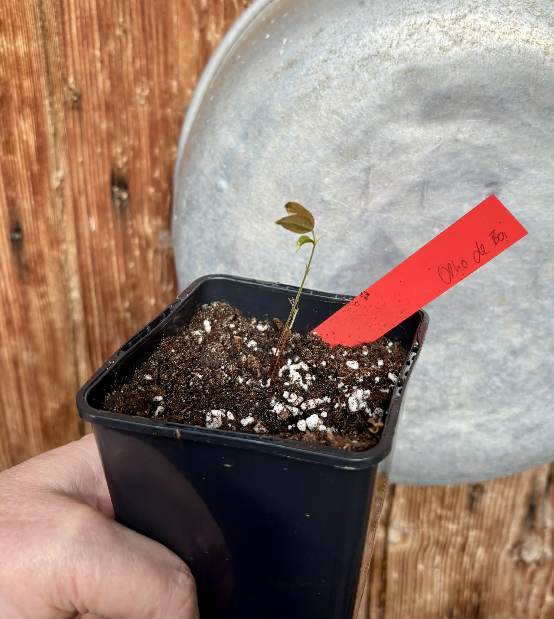 Plinia coronata var. Olho de Boi Seleção - 1 potted seedling / 1 getopfter Sämling