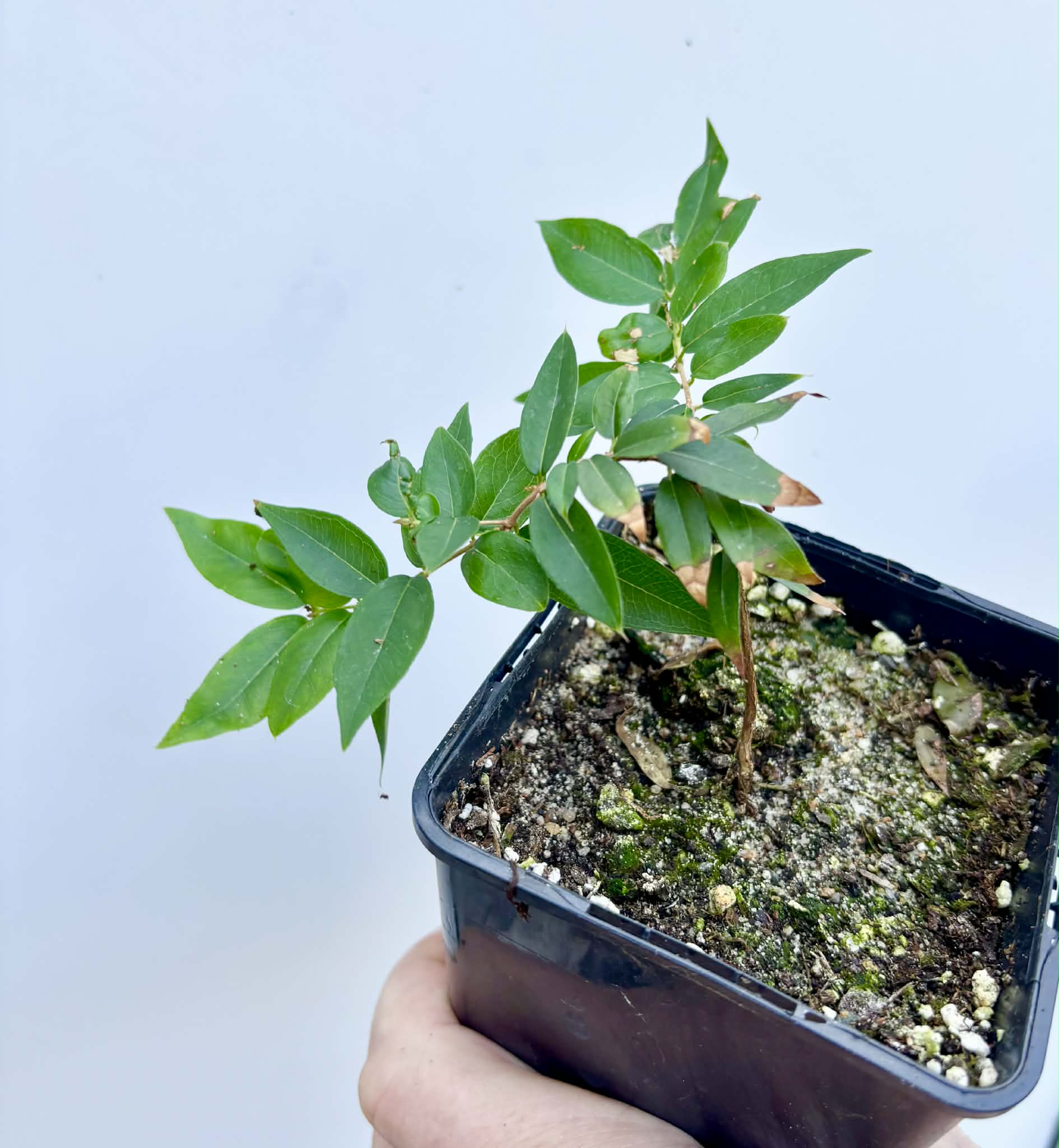 Jaboticaba - Plinia sp Esarme -  1 potted seedling / 1 getopfter Sämling