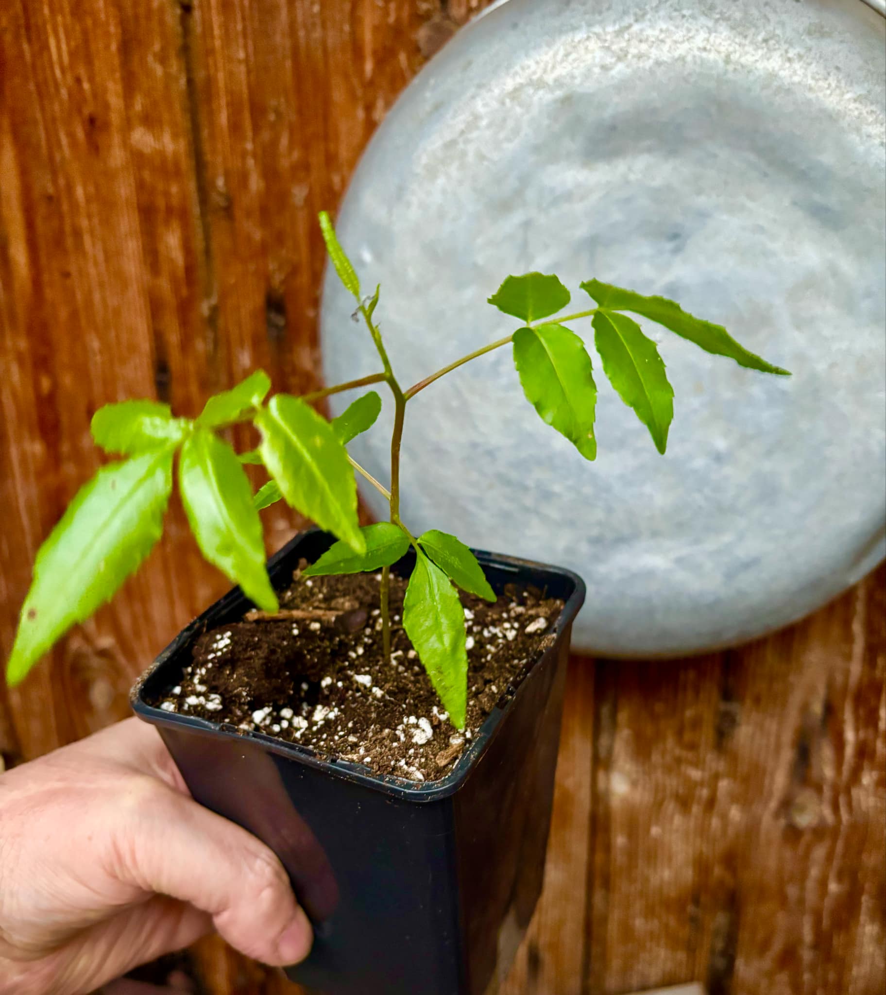 Ambarella (Spondias dulcis) -  1 potted seedling / 1 getopfter Sämling