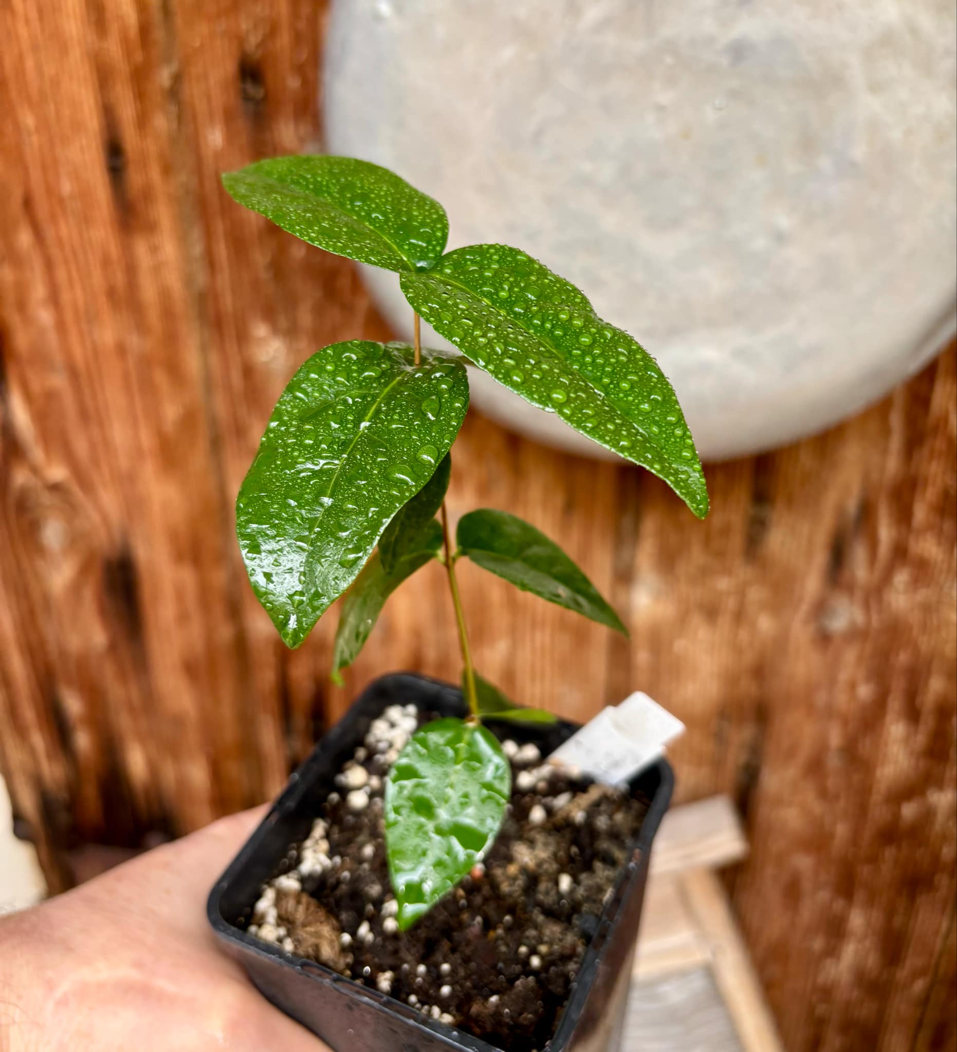 Eugenia uniflora var. red  - cultivated variety / 1 potted plant / 1 getopfte Pflanze