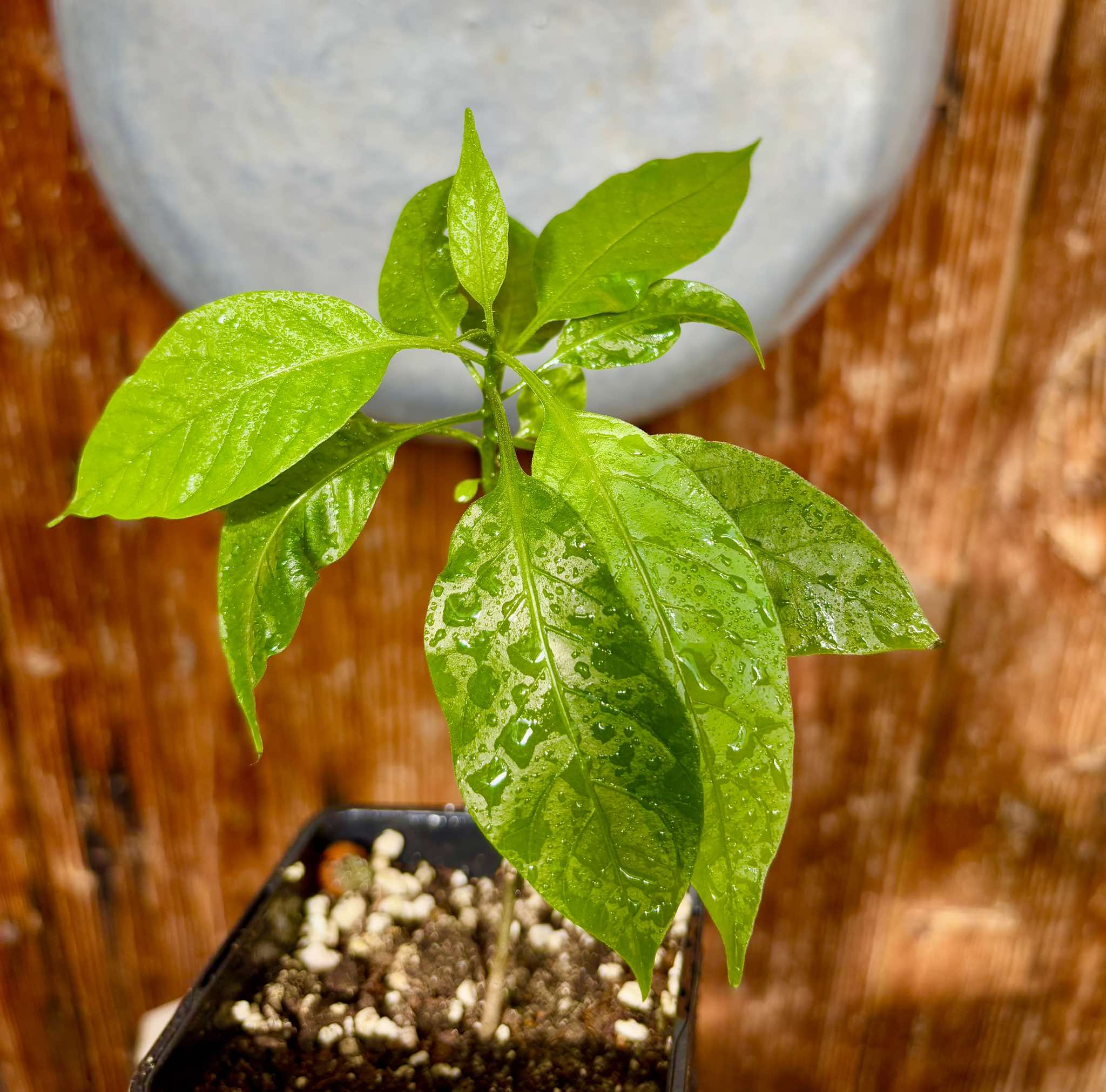 Moonberry - Solanum alternatopinnatum - 1 potted plant / 1 getopfte Pflanze