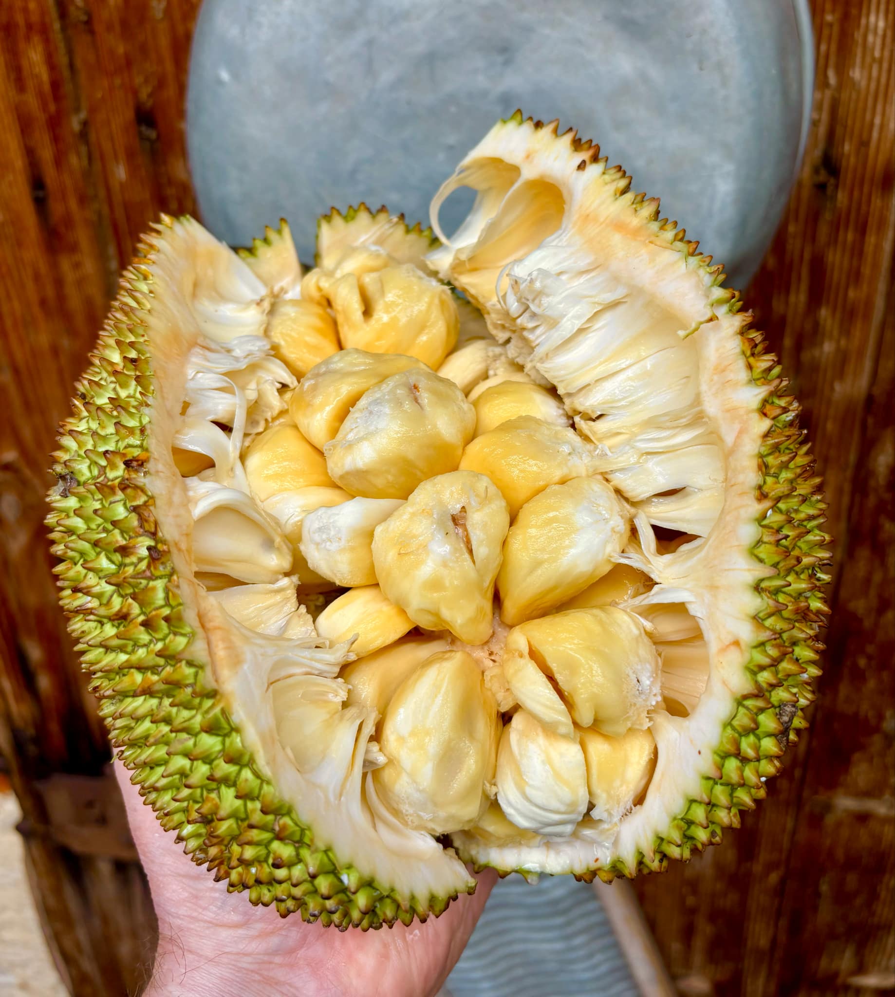Cempedak (Artocarpus integer)  -  1 fresh seed / 1 frischer Samen