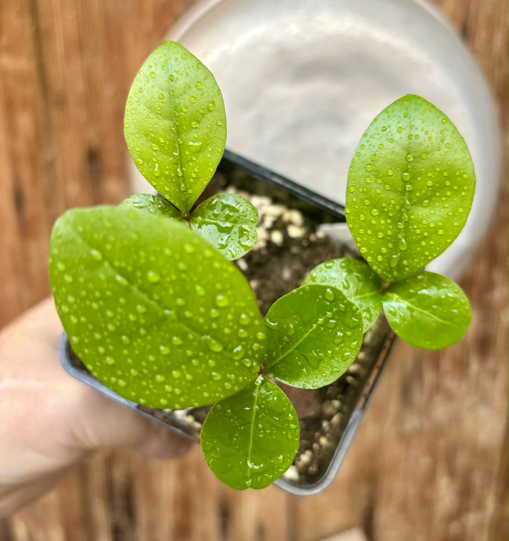 3 plants in 1 pot - Glycosmis pentaphylla - Orangeberry -  1 small seedling / 1 kleiner Sämling