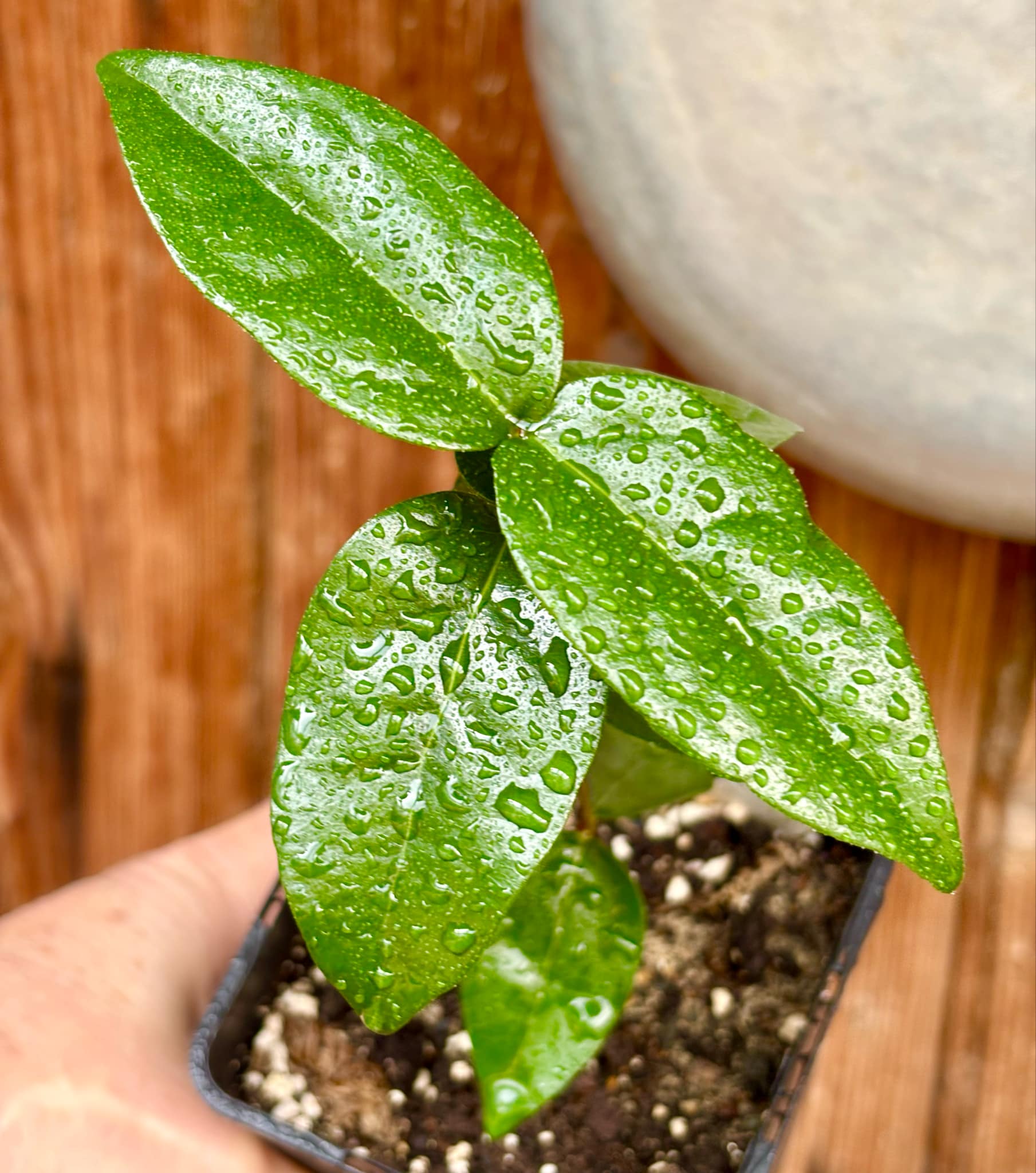 Eugenia uniflora var. red  - cultivated variety / 1 potted plant / 1 getopfte Pflanze