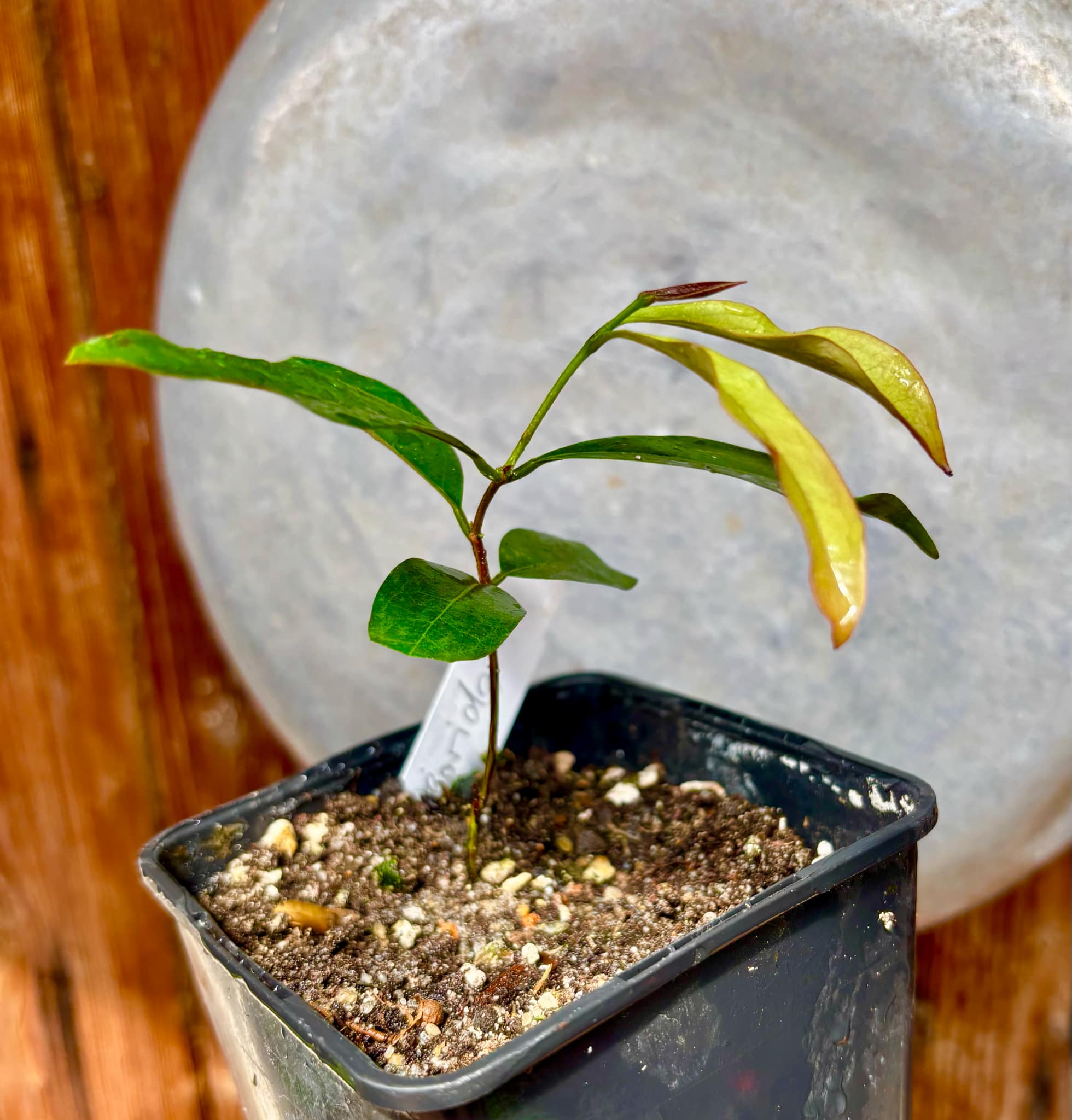 Eugenia florida - 1 potted plant / 1 getopfte Pflanze