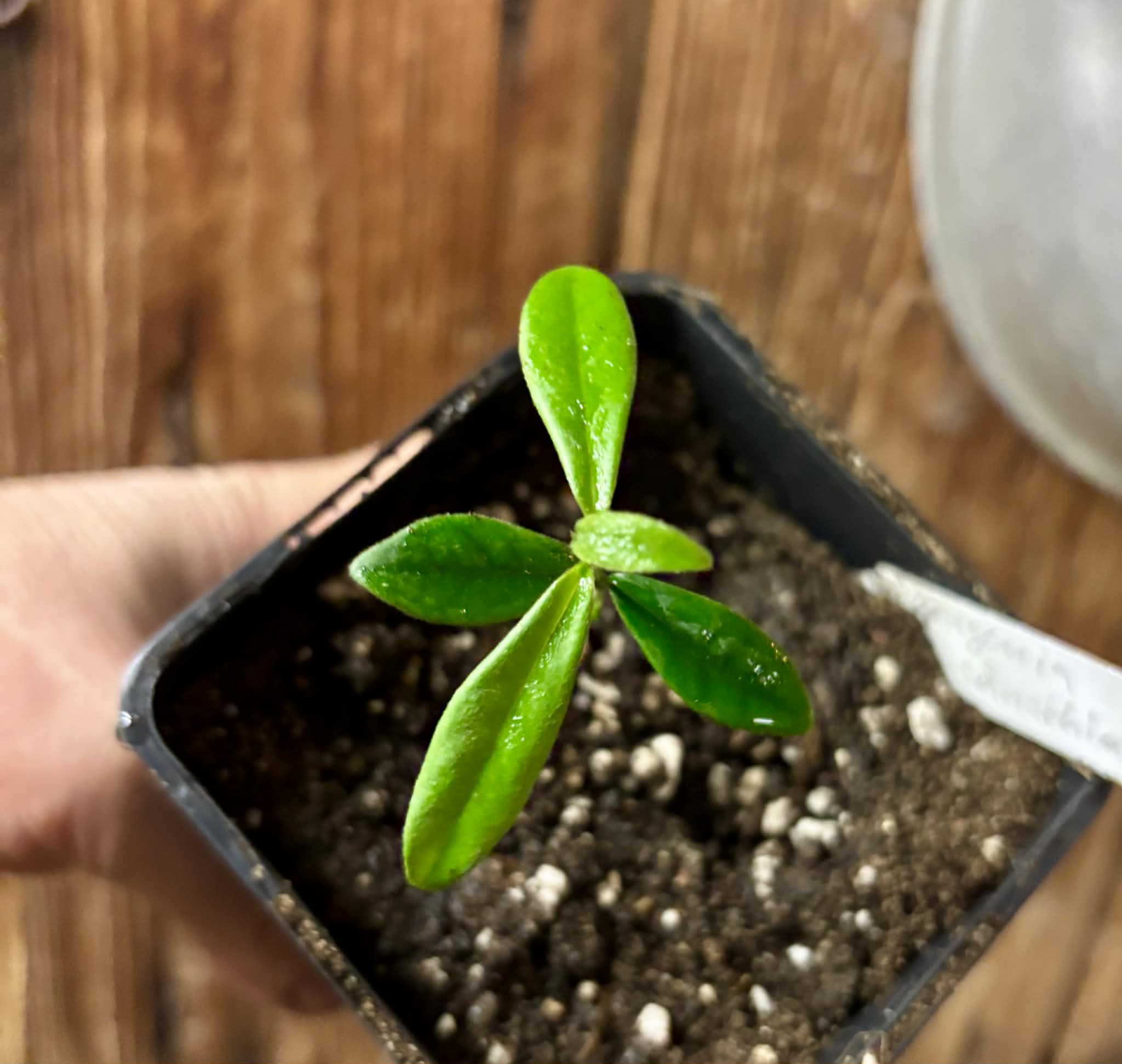 Pitomba (Eugenia luschnathiana) - 1 potted plant / 1 getopfte Pflanze