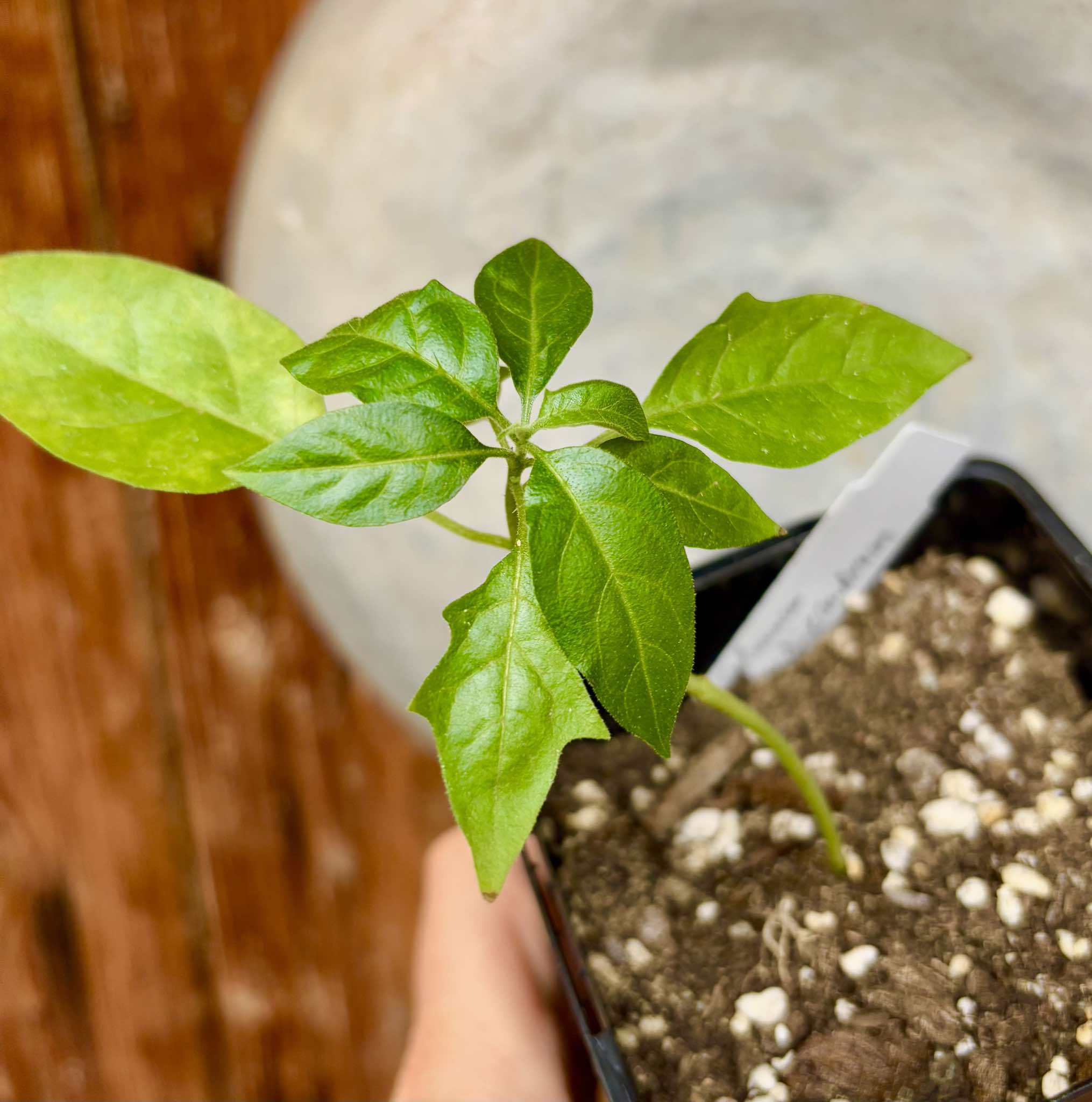 Solanum schizandrum - 1 small, potted seedling / 1 kleiner, getopfter Sämling
