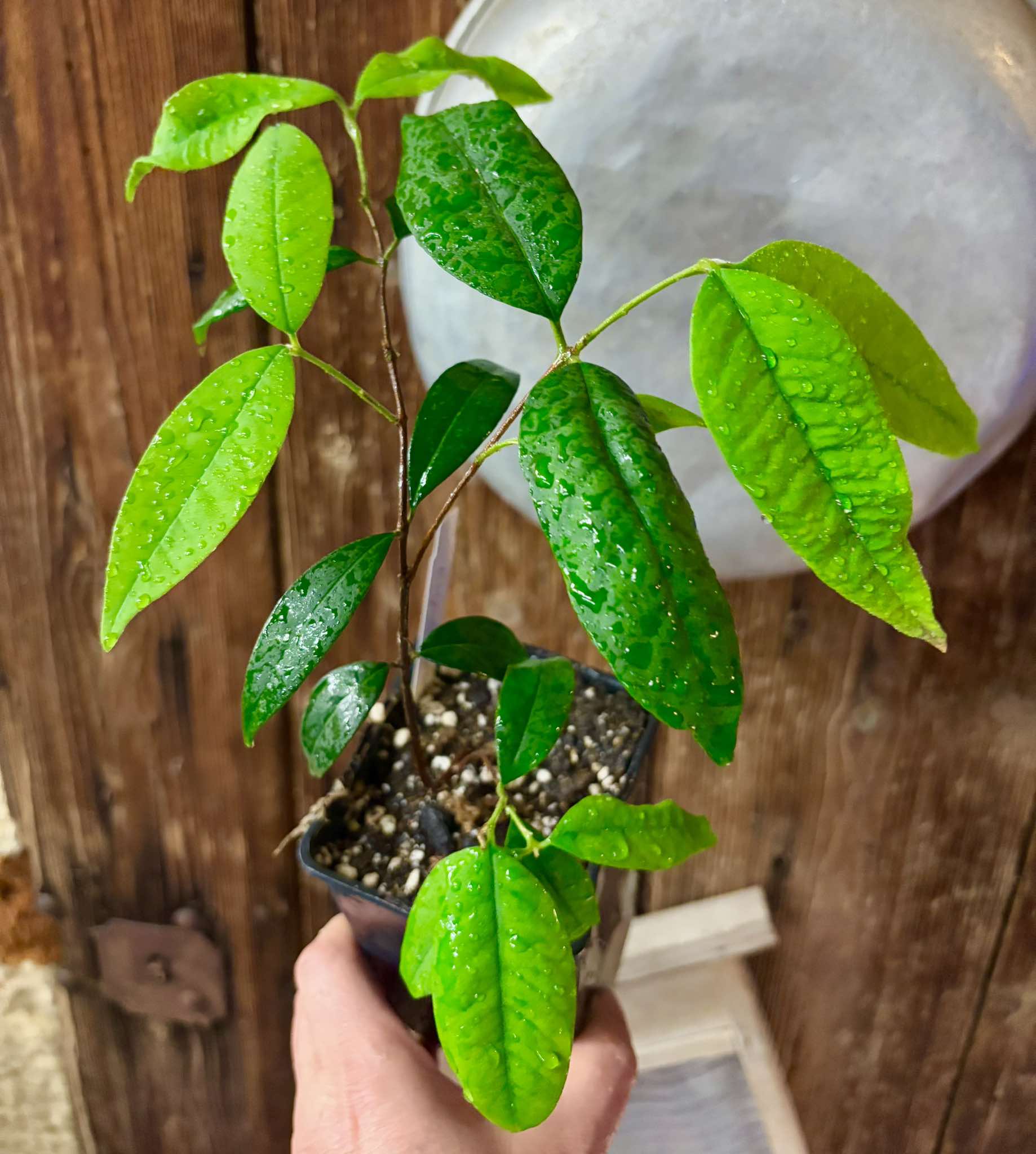 Eugenia oblongata - 1 potted plant / 1 getopfte Pflanze
