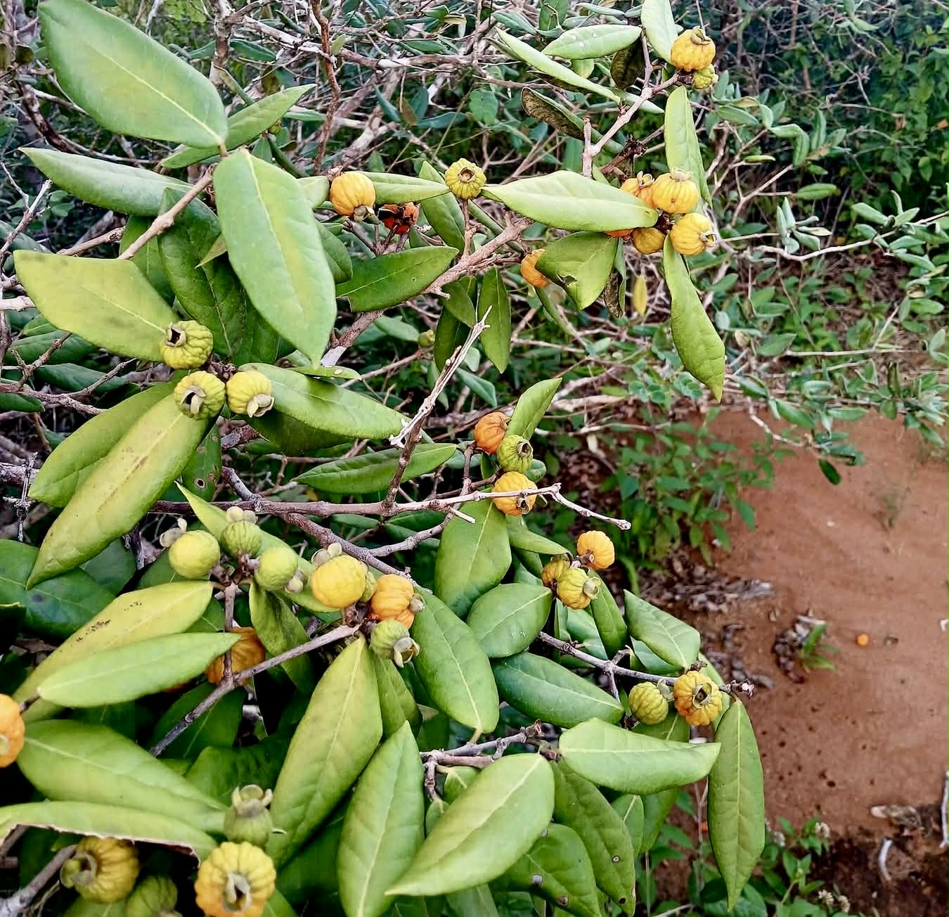Pre Order - Eugenia sp Laranja Caetite -  1 fresh seed / 1 frischer Samen