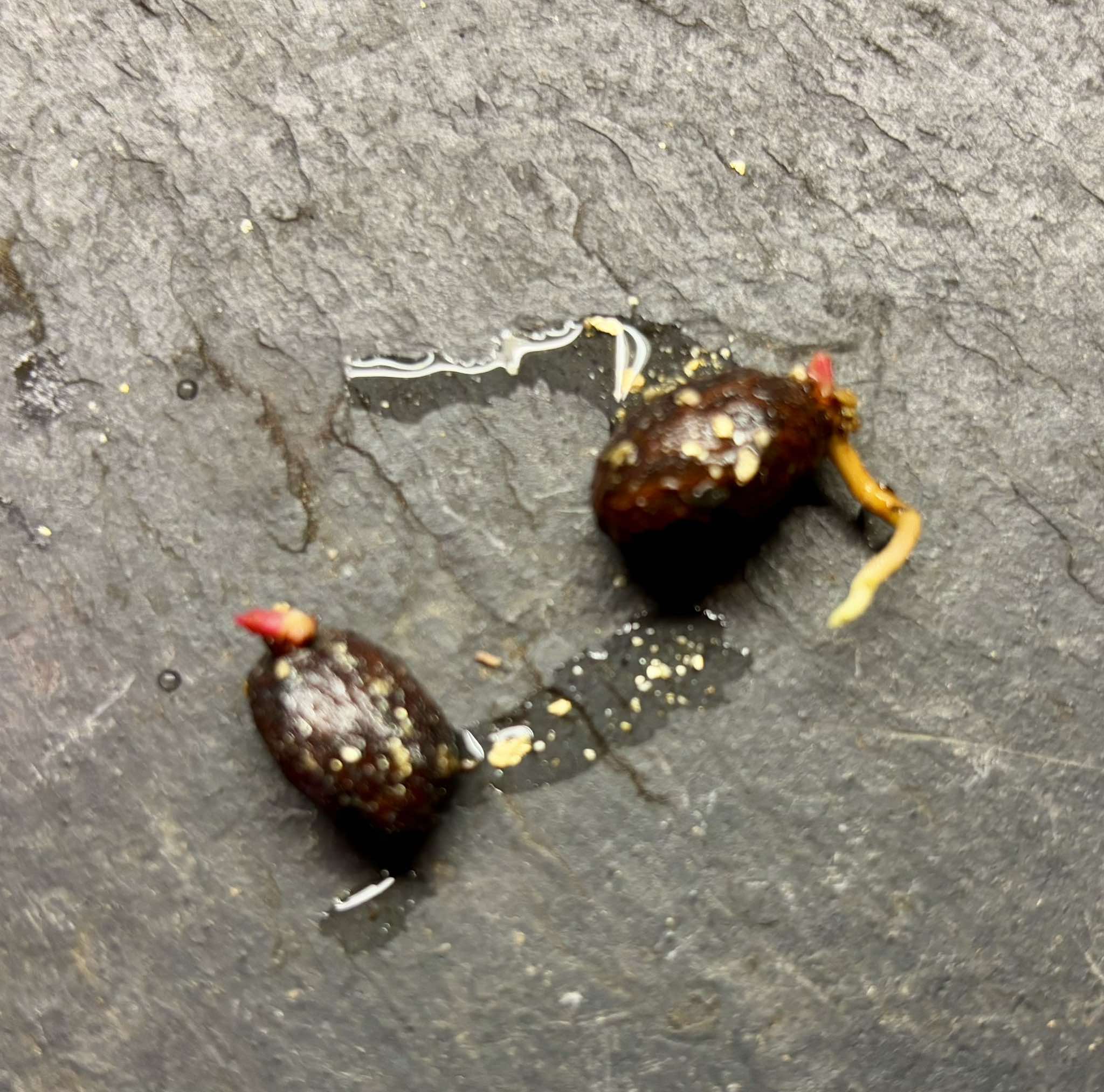 Lemon Drop Mangosteen (Garcinia intermedia) - 1 germinated seed / 1 gekeimter Samen