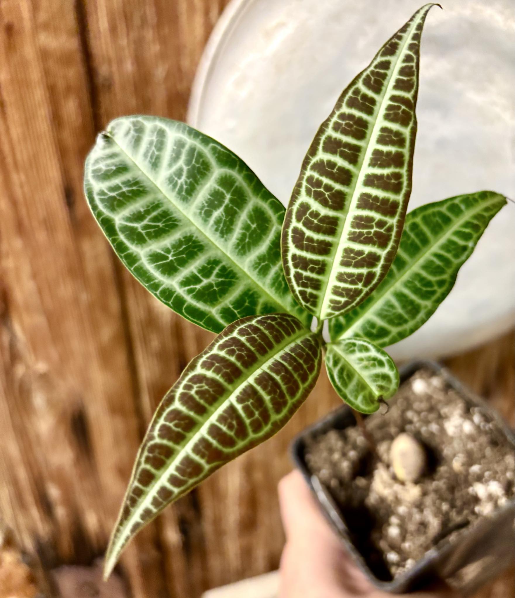 Eugenia sp Labisia -  1 potted seedling / 1 getopfter Sämling