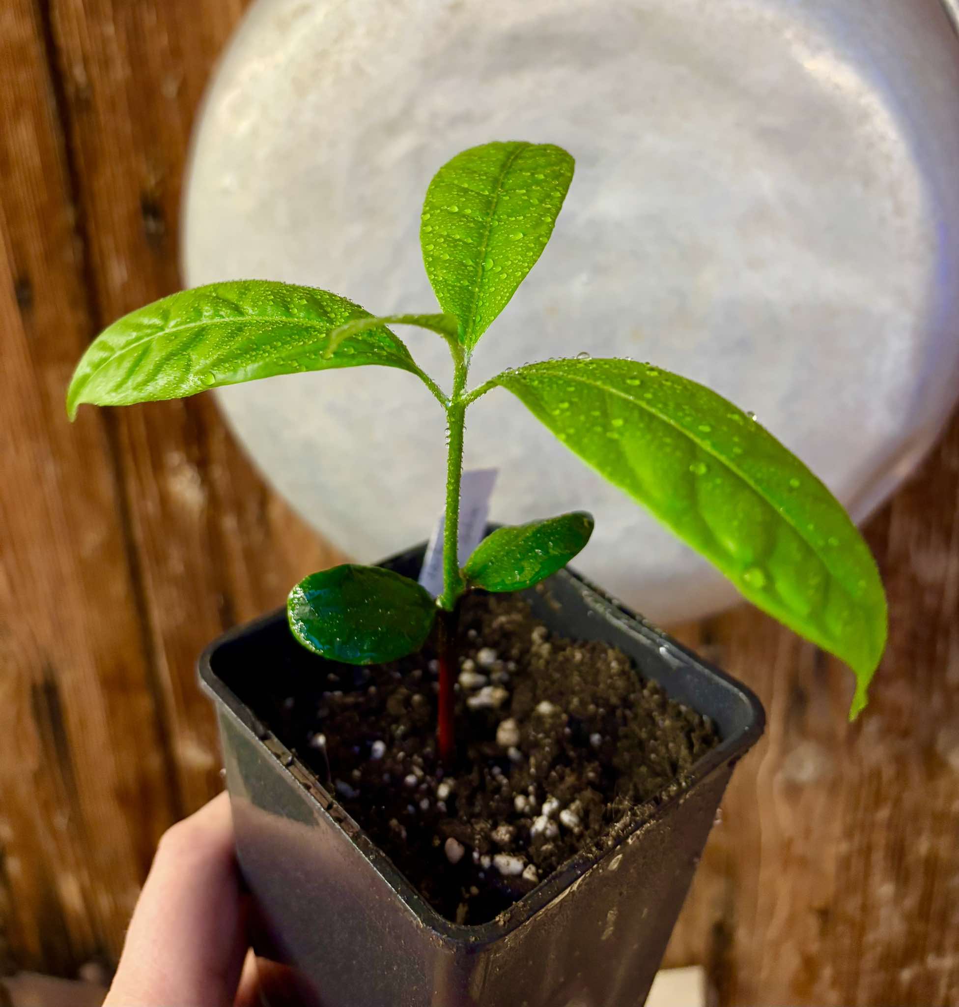 last seedling - Pouteria torta var. BIG Sul da Bahia  -  1 small potted seedling / 1 kleiner, getopfter Sämling