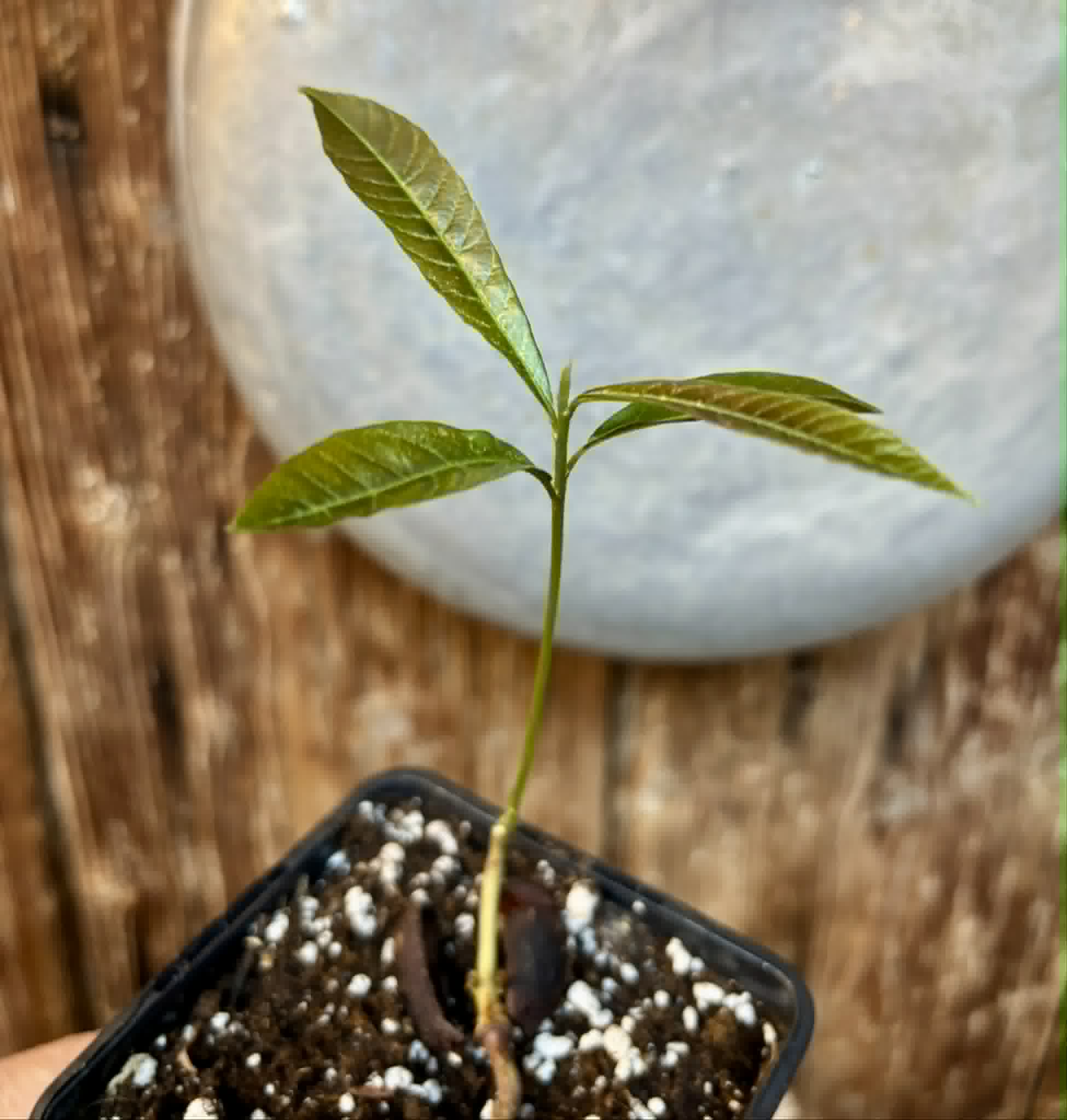 Pradosia sp Rondonia - 1 potted seedling / 1 getopfter Sämling