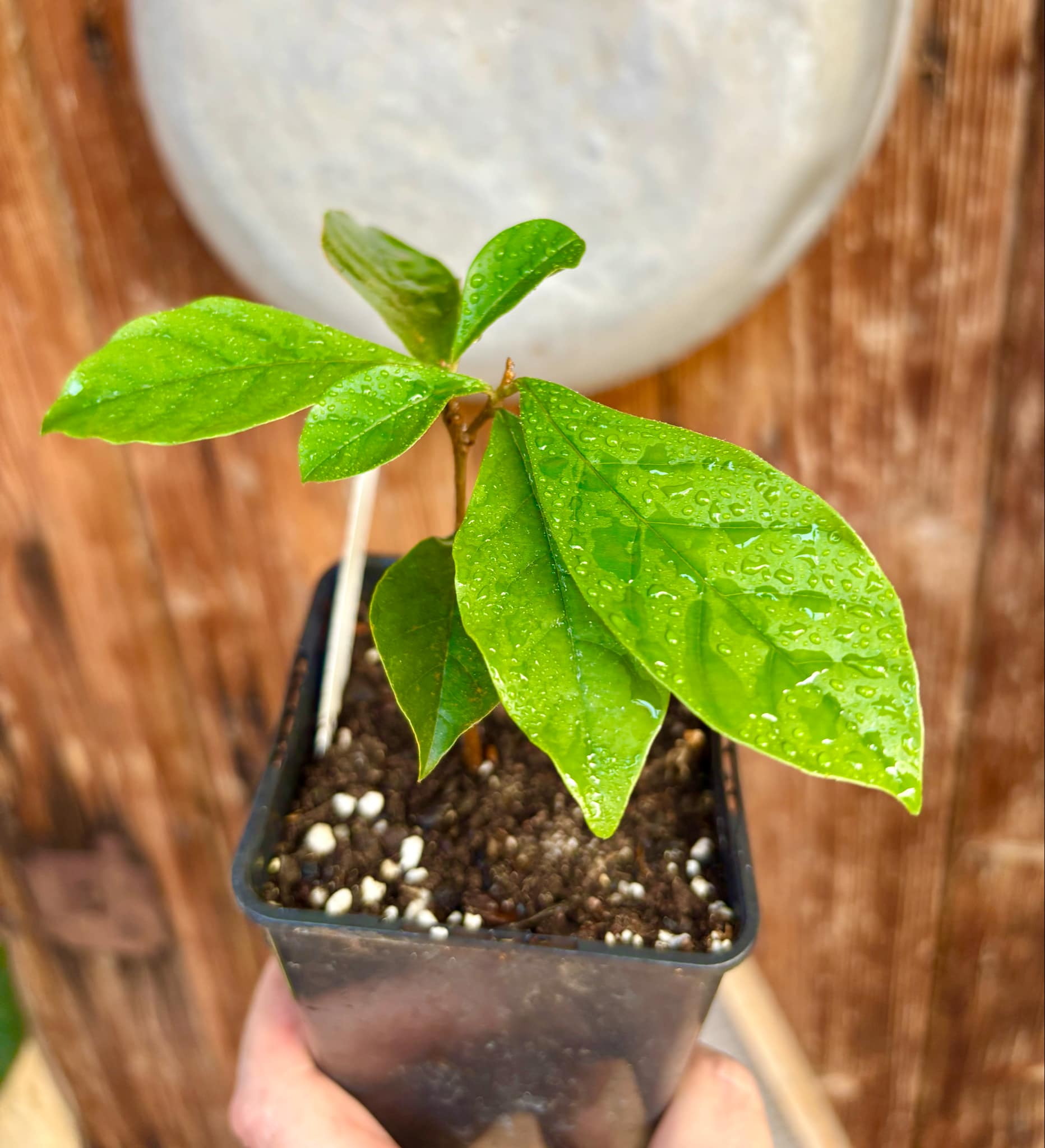Marmixa (Pradosia lactescens) - 1 potted plant / 1 getopfte Pflanze
